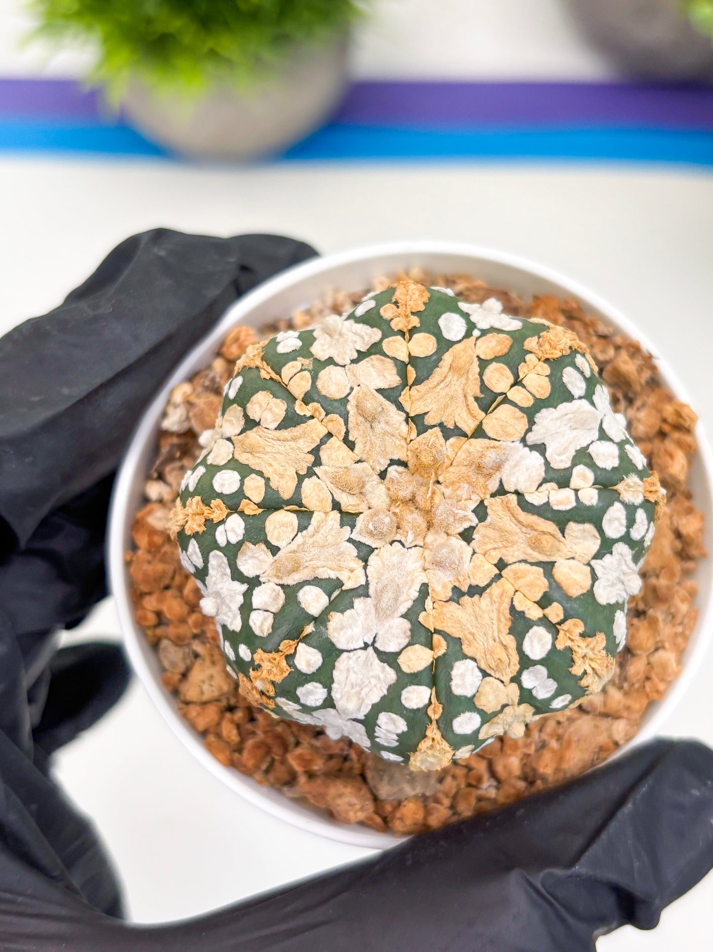 Astrophytum Super Kabuto (t12) (r6) | 3" Pot