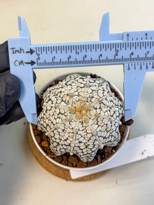 Astrophytum V Type (at5) (04) | Sea urchin cactus