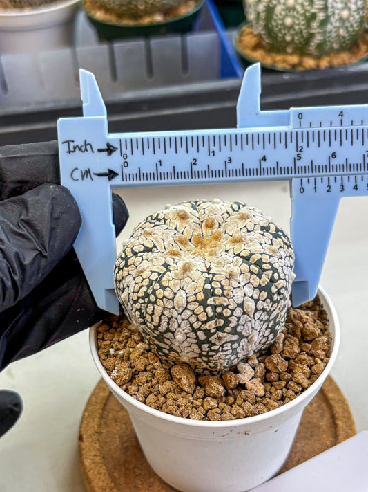 Astrophytum V Type (at2) (04) | Live Plant | Rare Collection