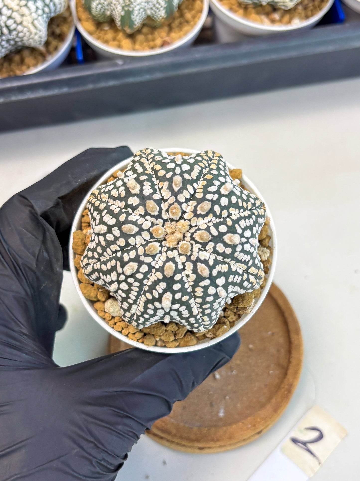 Astrophytum Star Shape (at3) (g2) | Very Rare Cactus
