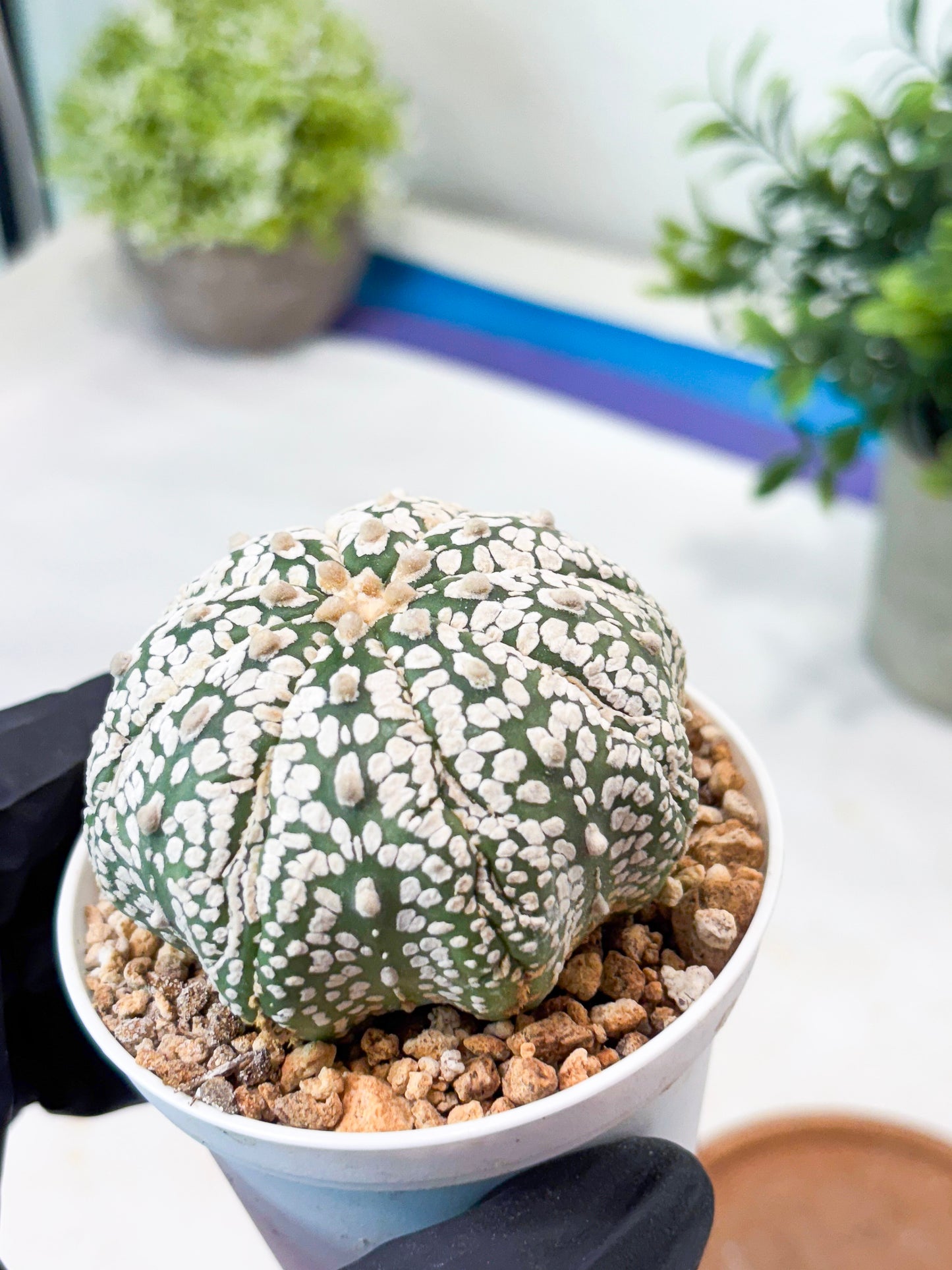 Astrophytum Superkabuto (T9) (r5) | Las Vegas Plant Shop