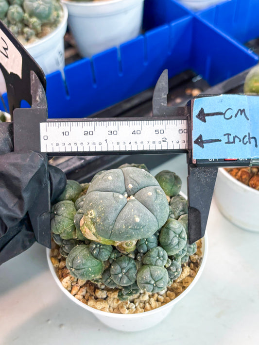 Spineless Cactus (Lo1) (g2) | For Advanced Growers