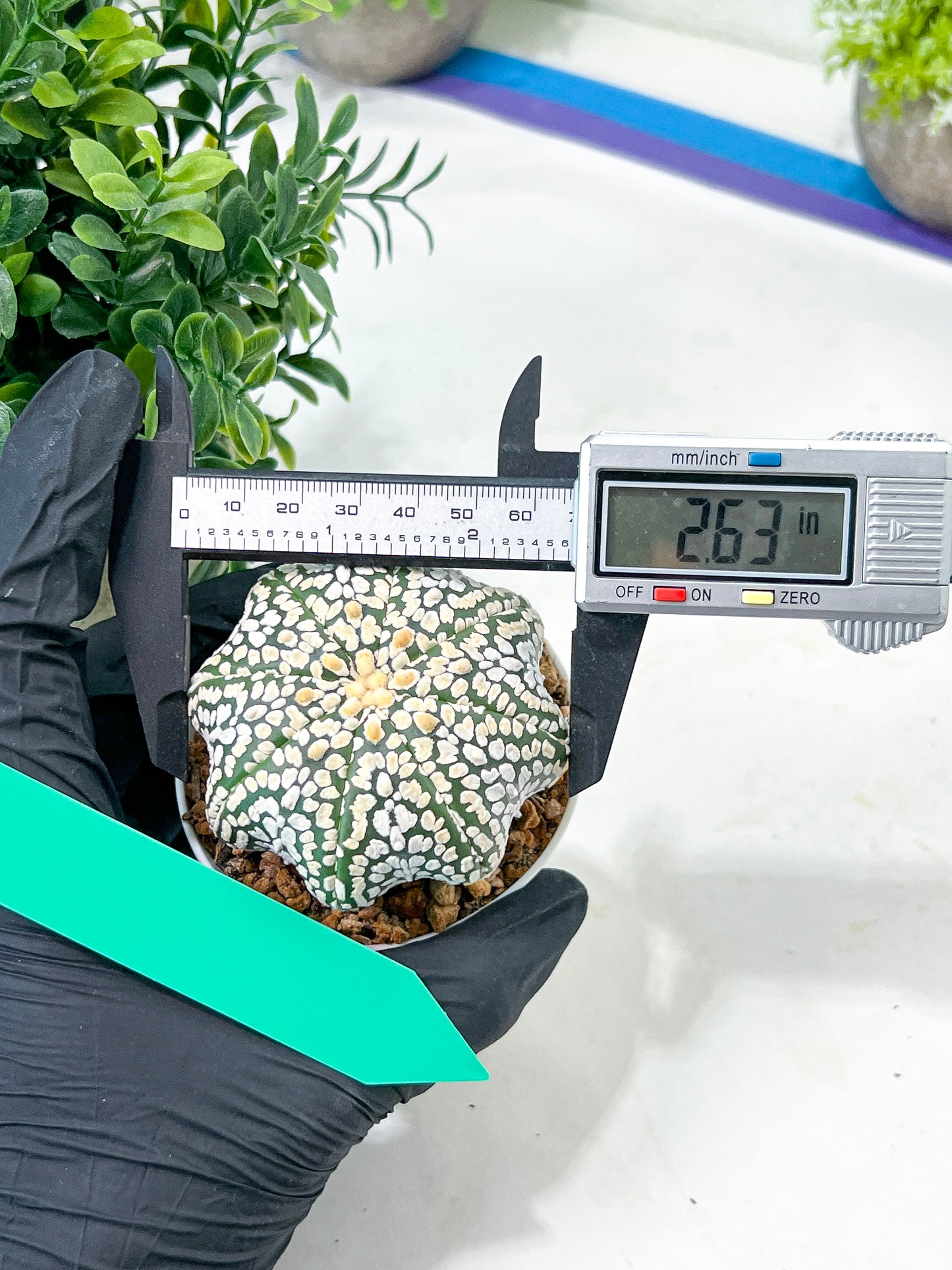 Astrophytum Super Kabuto (#T7A) | Las Vegas Botanical Shop | 3" Pot