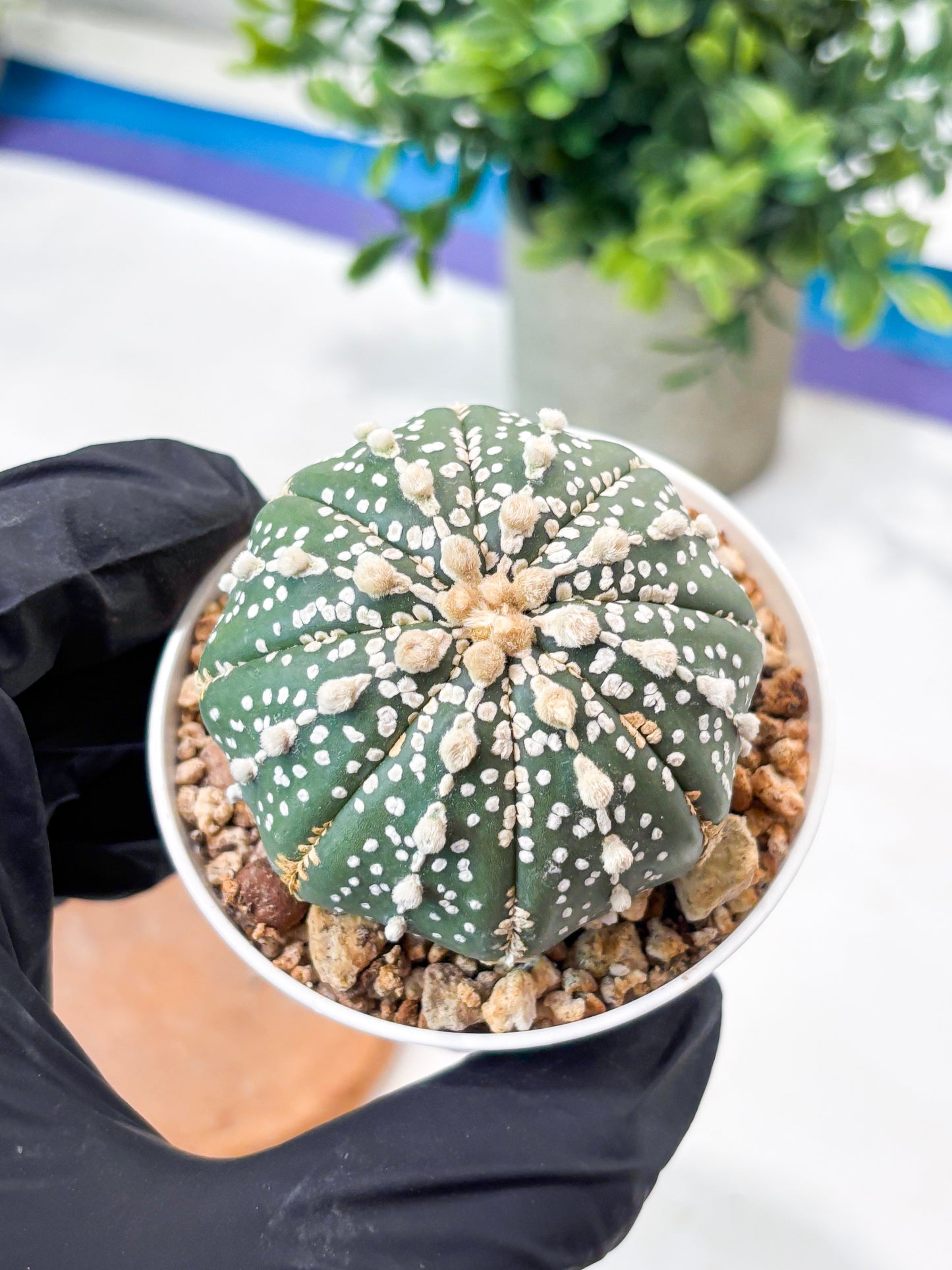 Astrophytum Superkabuto (T9) (r6) | Las Vegas Plant Shop