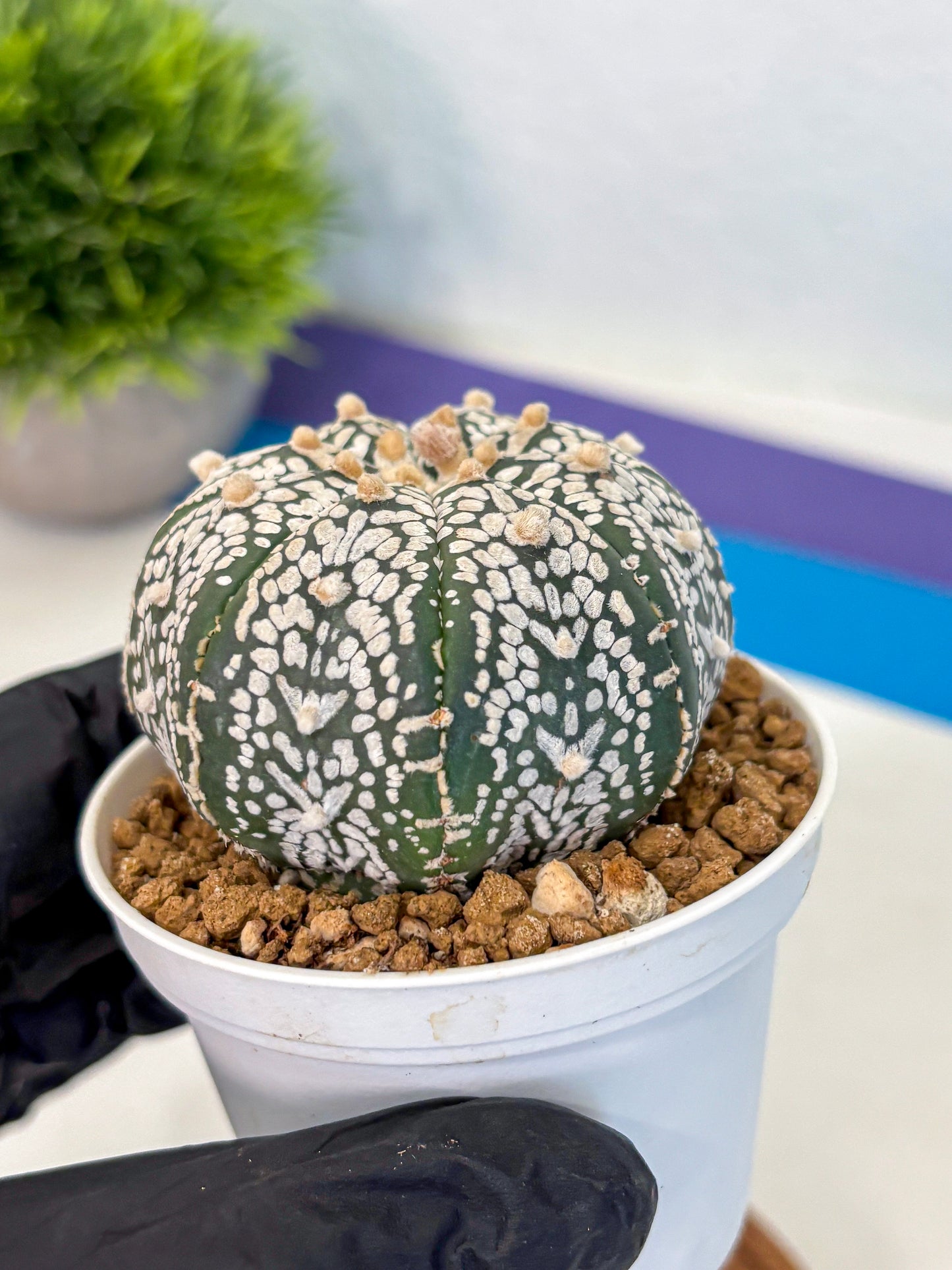 Astrophytum Super Kabuto (at10) (01) | sand dollar cactus