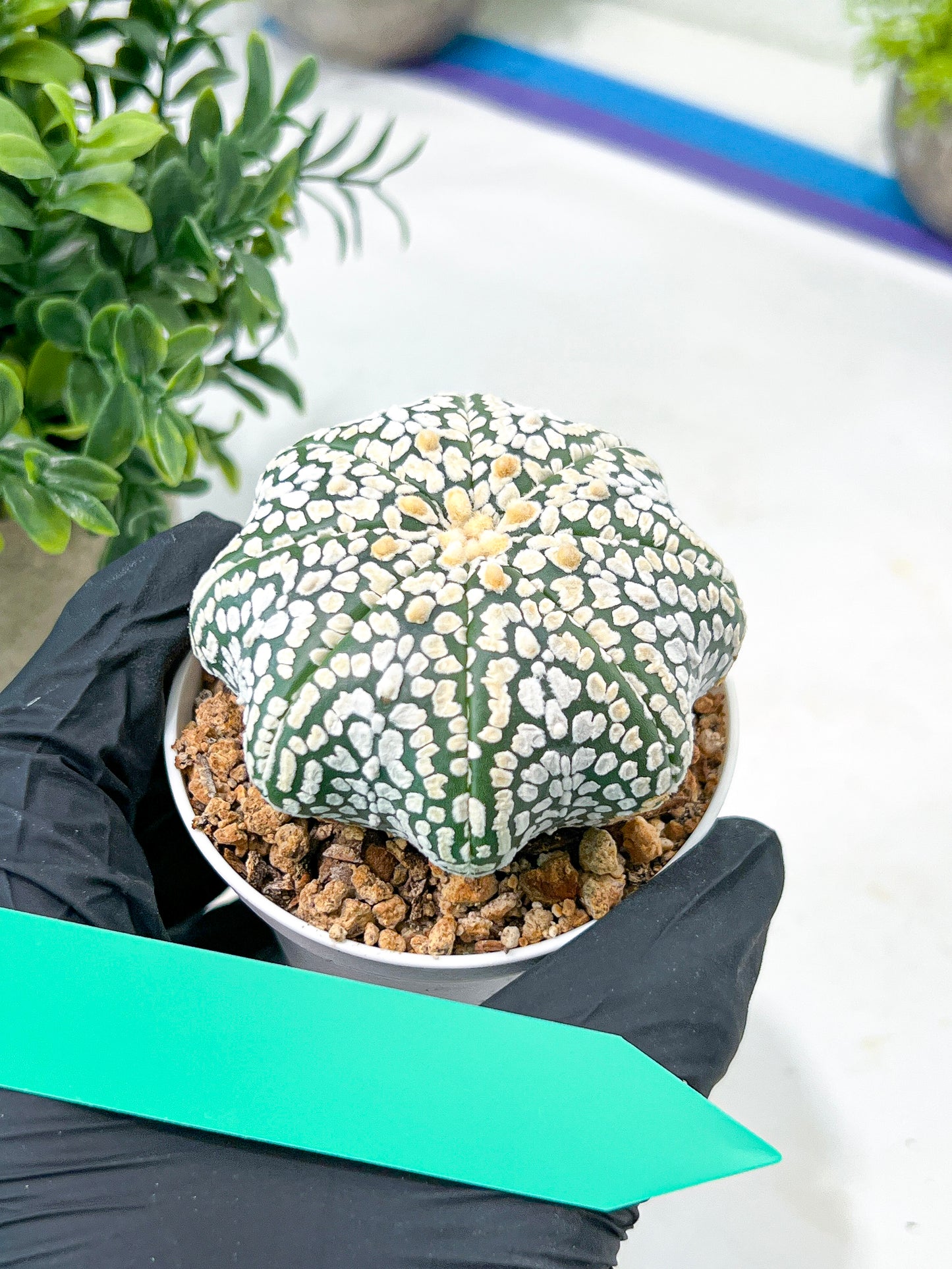 Astrophytum Super Kabuto (#T7A) | Las Vegas Botanical Shop | 3" Pot