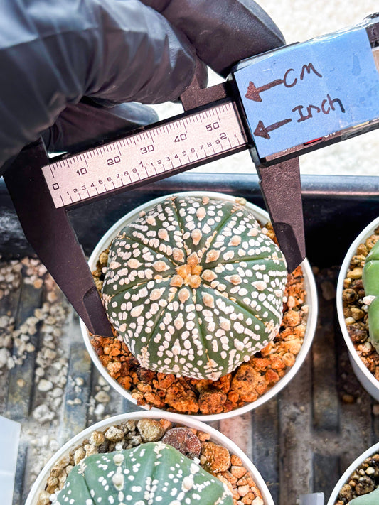 Astrophytum Superkabuto (T9) (r7) | Las Vegas Plant Shop
