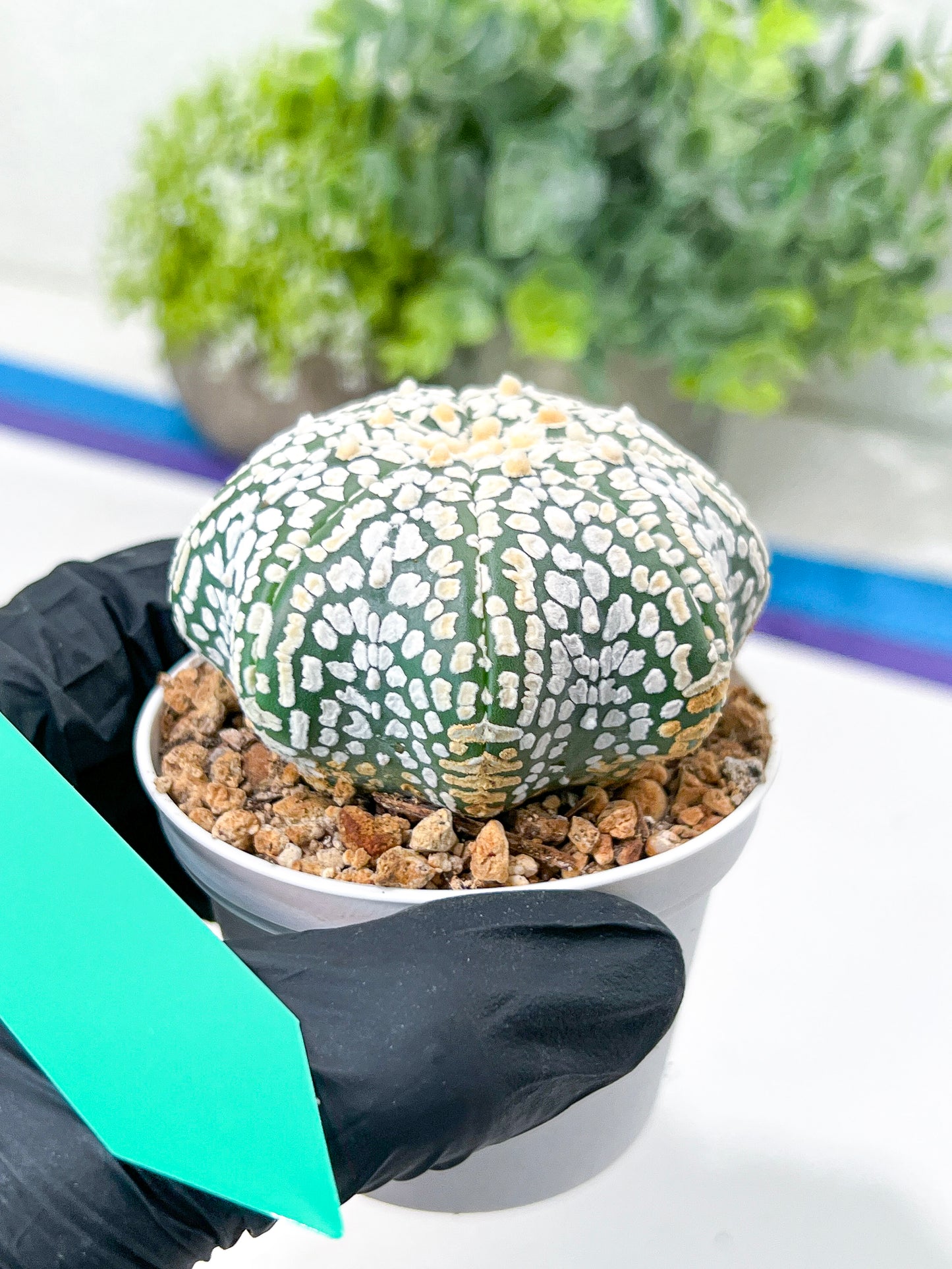 Astrophytum Super Kabuto (#T7A) | Las Vegas Botanical Shop | 3" Pot