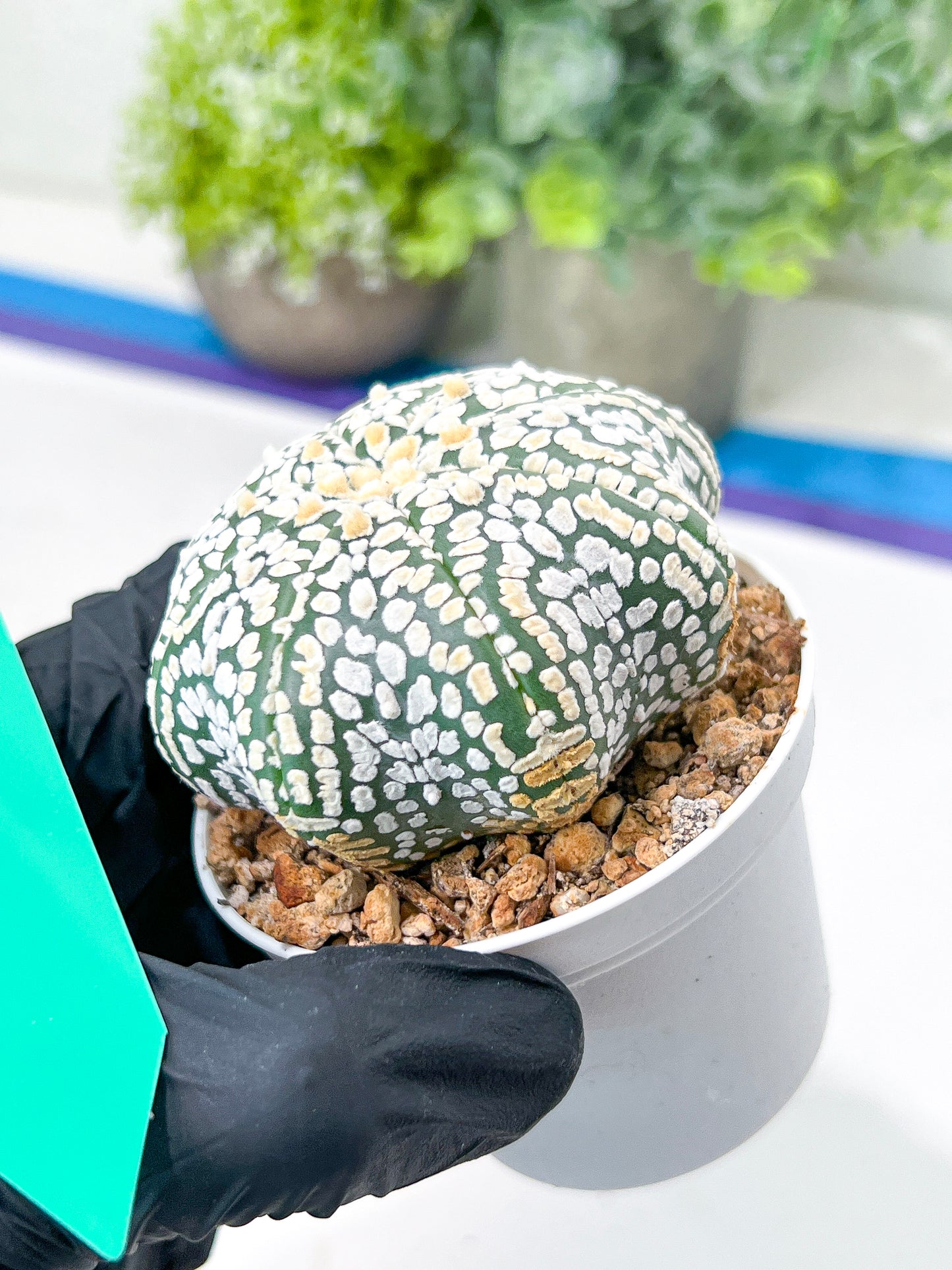 Astrophytum Super Kabuto (#T7A) | Las Vegas Botanical Shop | 3" Pot