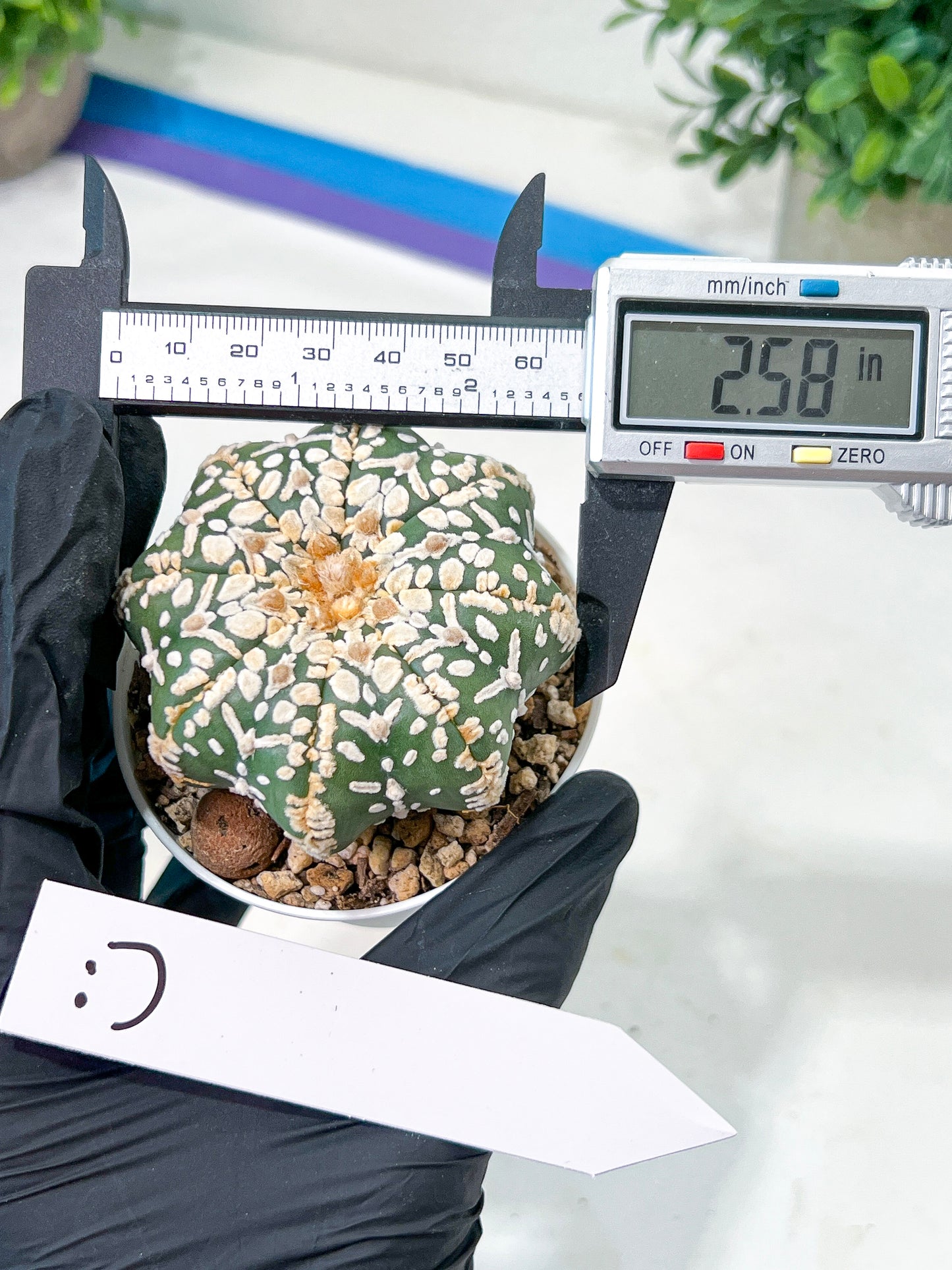 Astrophytum V-Type (#T4A) | Las Vegas Plant Shop | 3" Pot