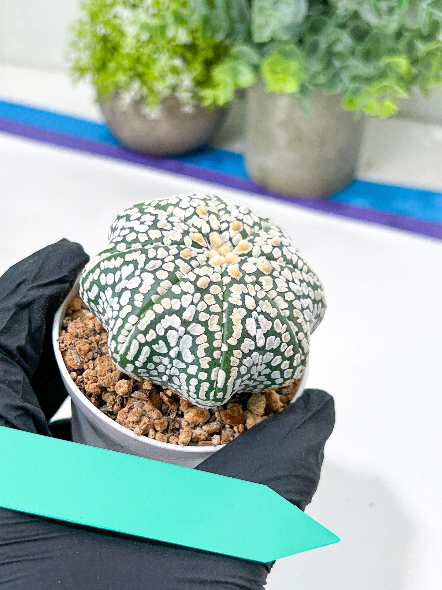 Astrophytum Super Kabuto (#T7A) | Las Vegas Botanical Shop | 3" Pot