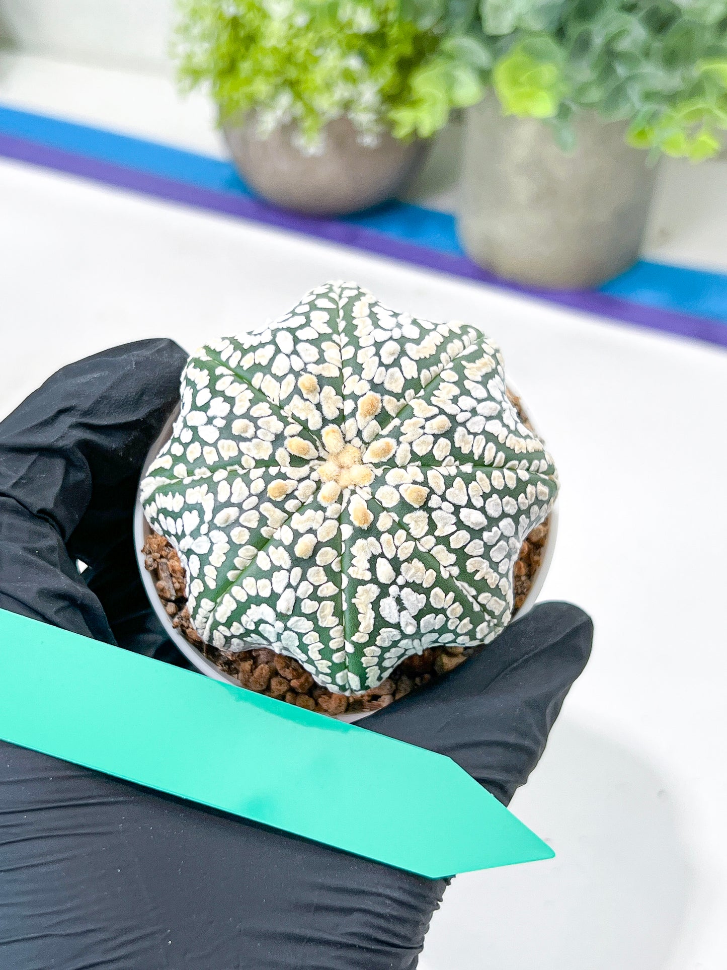 Astrophytum Super Kabuto (#T7A) | Las Vegas Botanical Shop | 3" Pot