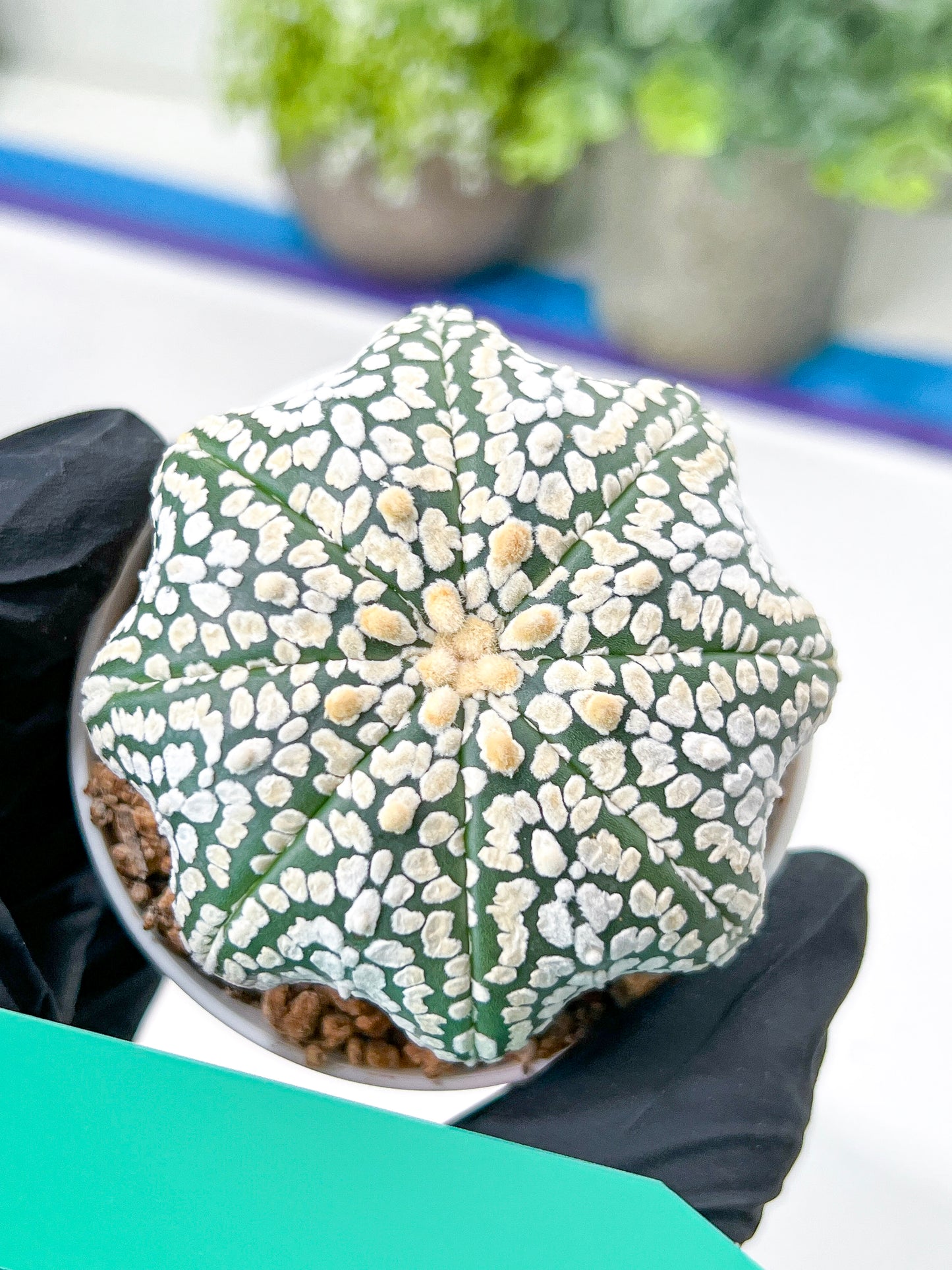 Astrophytum Super Kabuto (#T7A) | Las Vegas Botanical Shop | 3" Pot
