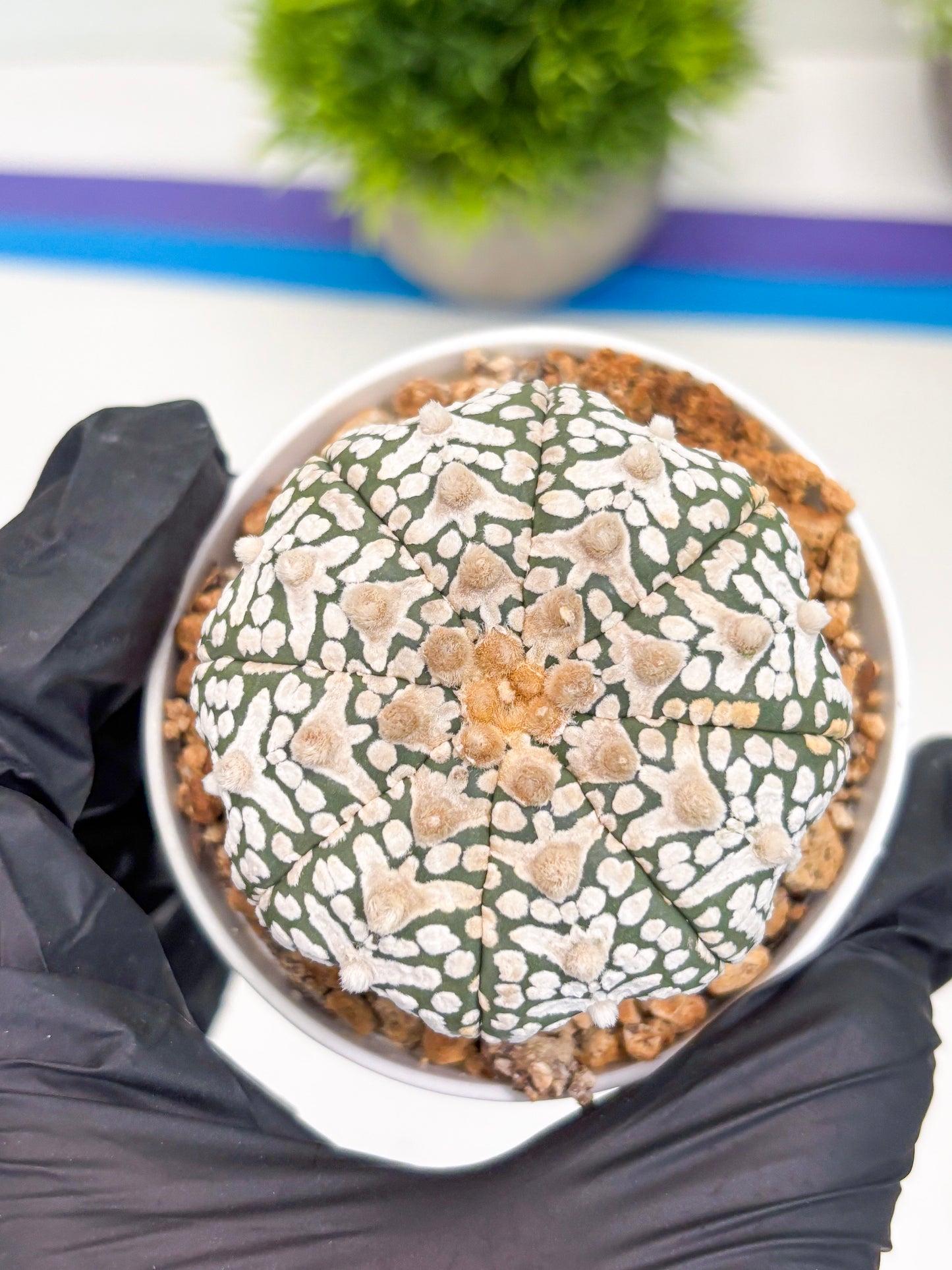 Astrophytum Super Kabuto V-Type (t12) (p2) | 3" Pot