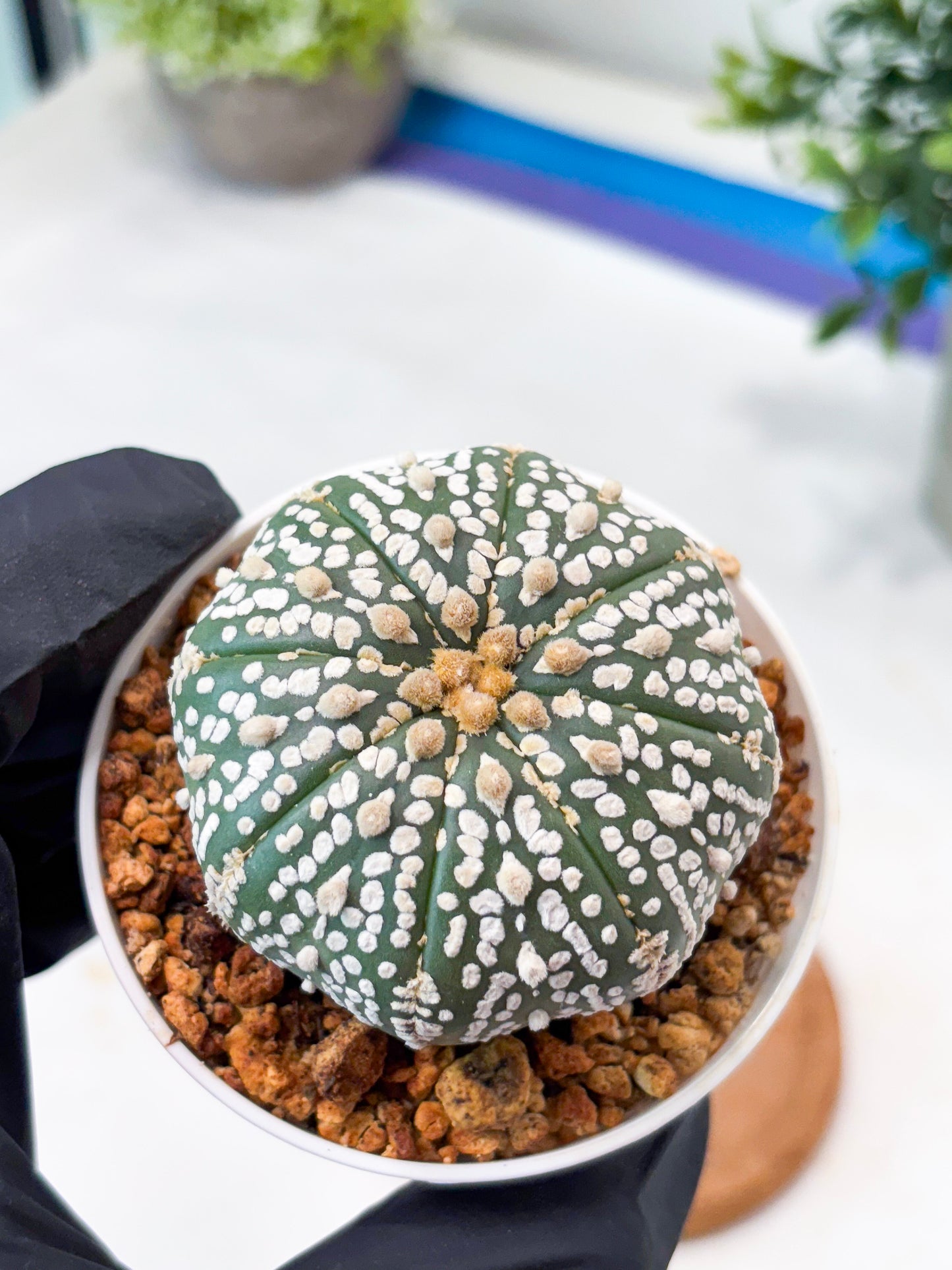 Astrophytum Superkabuto (T9) (r7) | Las Vegas Plant Shop