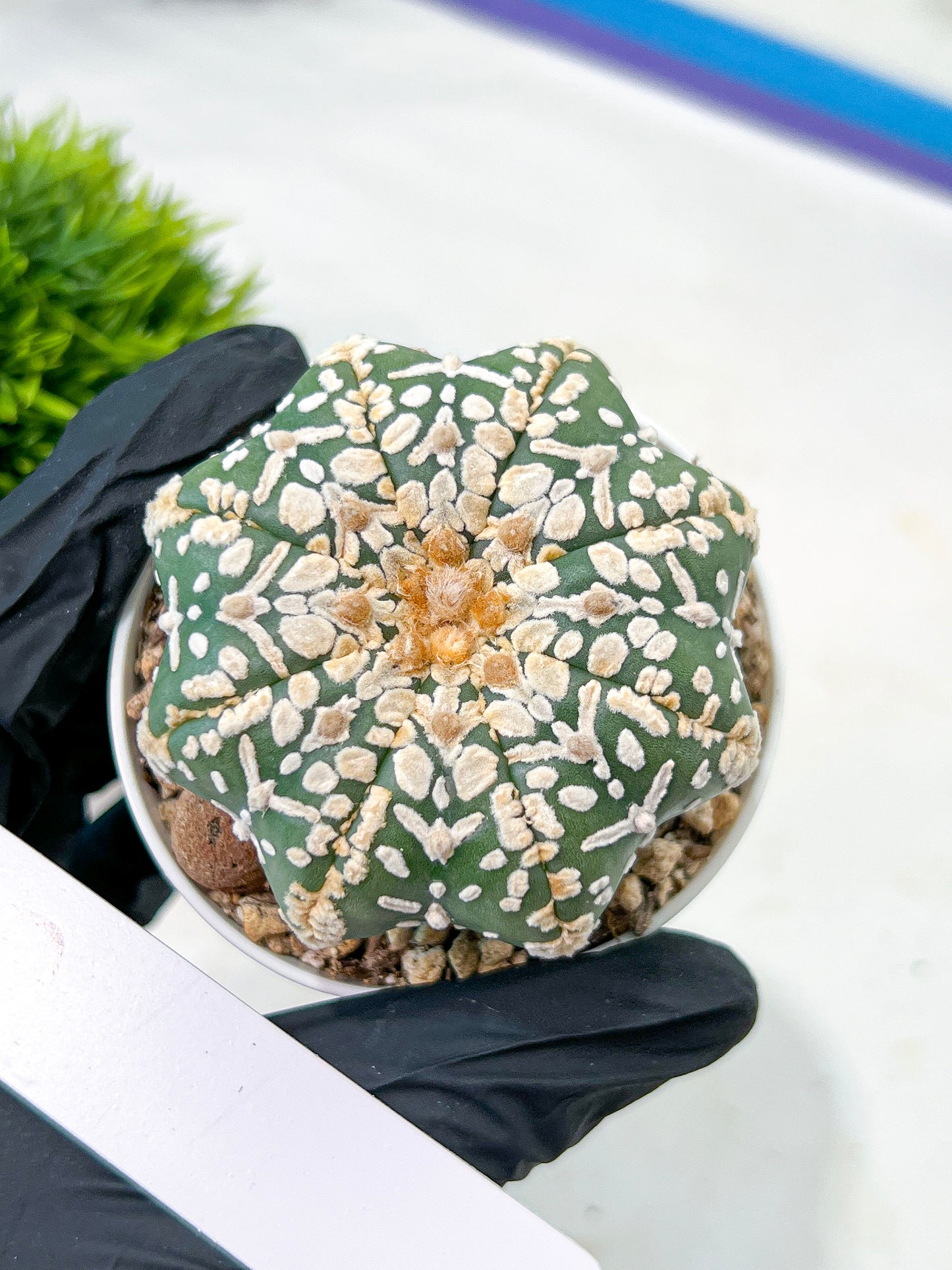 Astrophytum V-Type (#T4A) | Las Vegas Plant Shop | 3" Pot