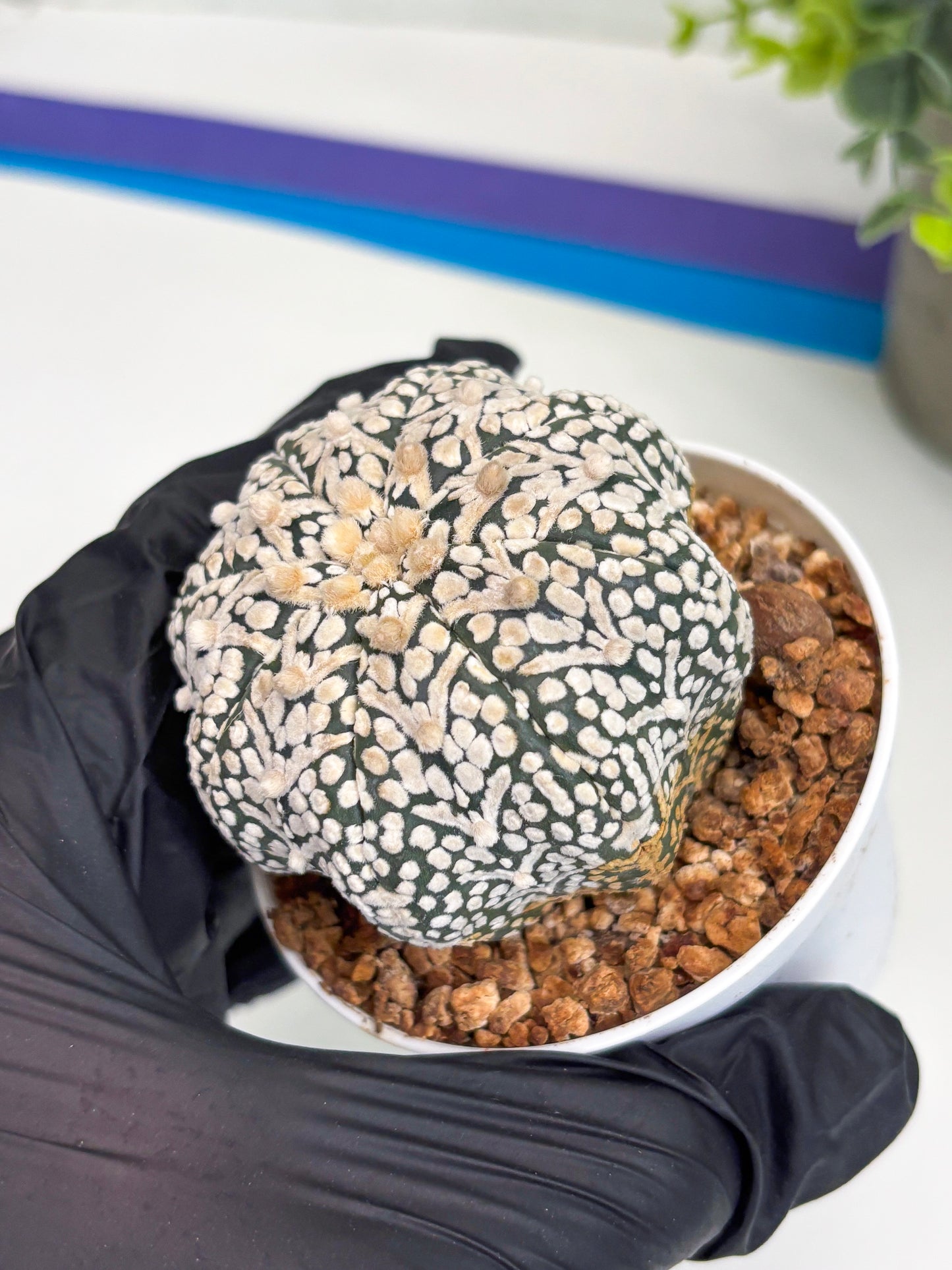 Astrophytum Super Kabuto V Type (T4) (b6) | Las Vegas Seller