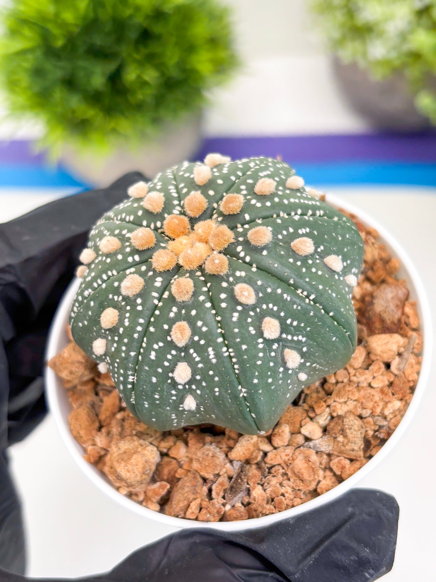 Astrophytum Super Kabuto (t12) (p3) | 3" Pot