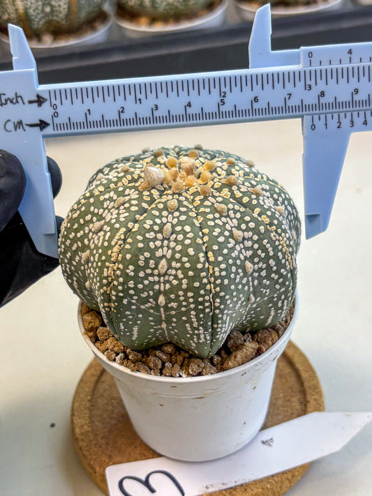 Astrophytum Super Kabuto (at10) (03) | sand dollar cactus