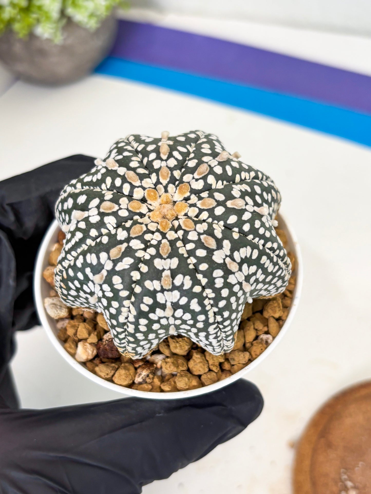 Astrophytum Star Shape (at3) (g4) | Very Rare Cactus