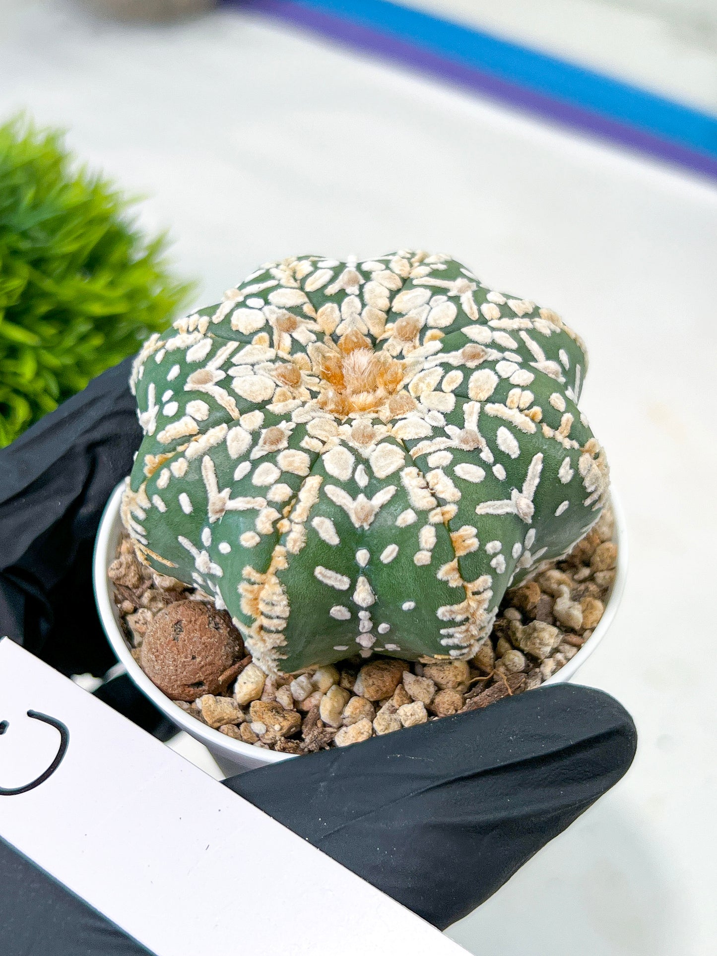 Astrophytum V-Type (#T4A) | Las Vegas Plant Shop | 3" Pot