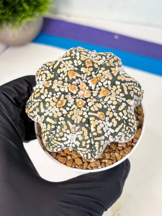 Astrophytum V-Type (at6) (b5) | Rare Star Cactus