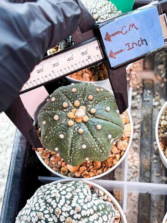 Astrophytum Super Kabuto (T9) (g6) | SHIP from USA