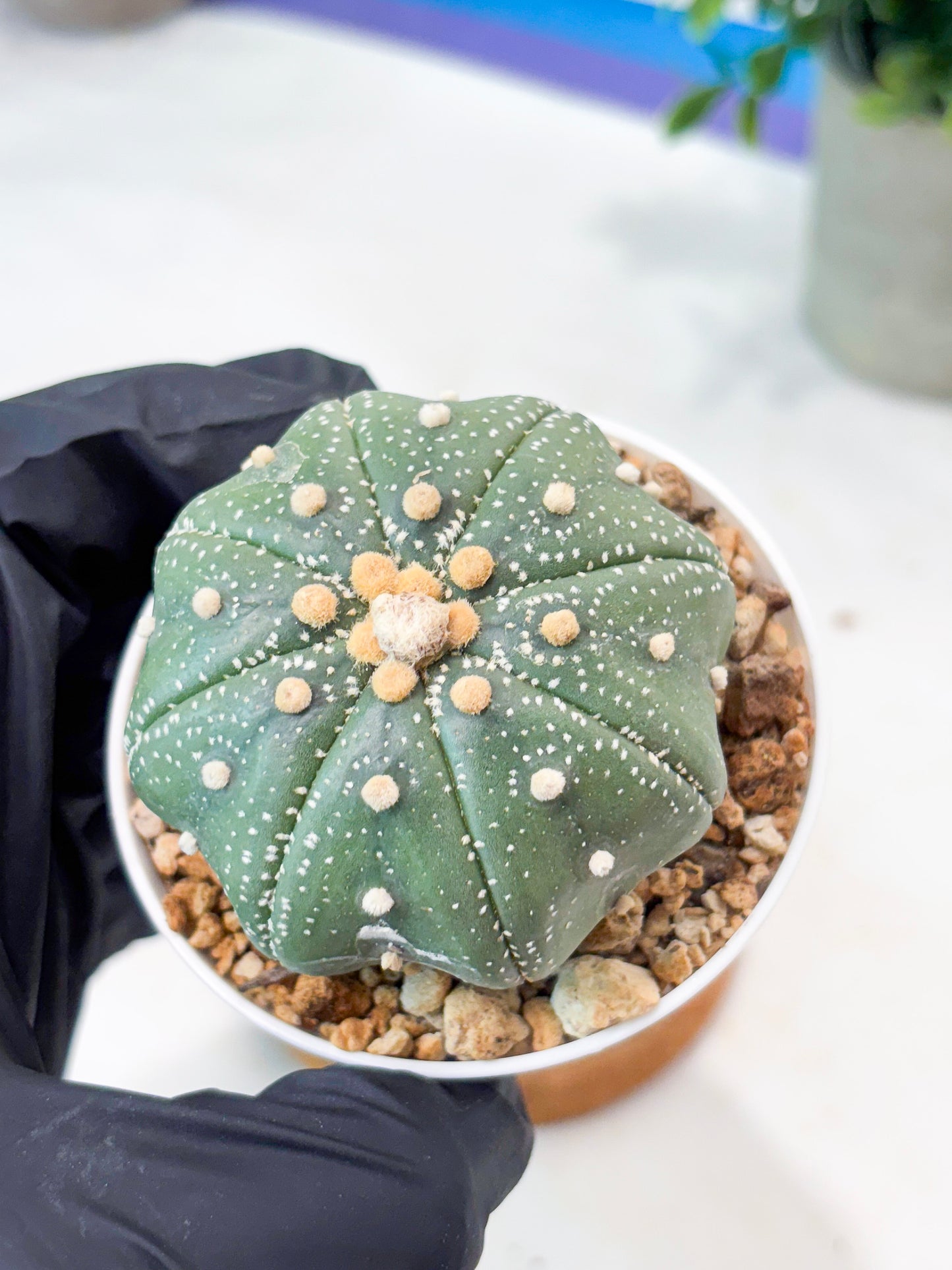 Astrophytum Super Kabuto (T9) (g6) | SHIP from USA