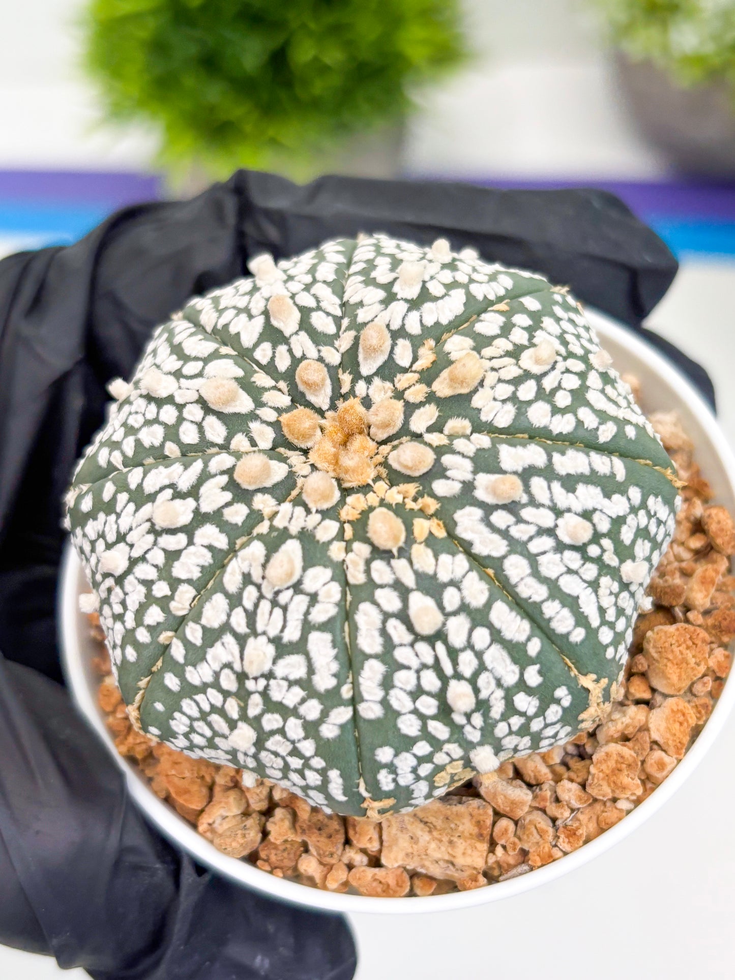 Astrophytum Super Kabuto (t12) (p5) | 3" Pot