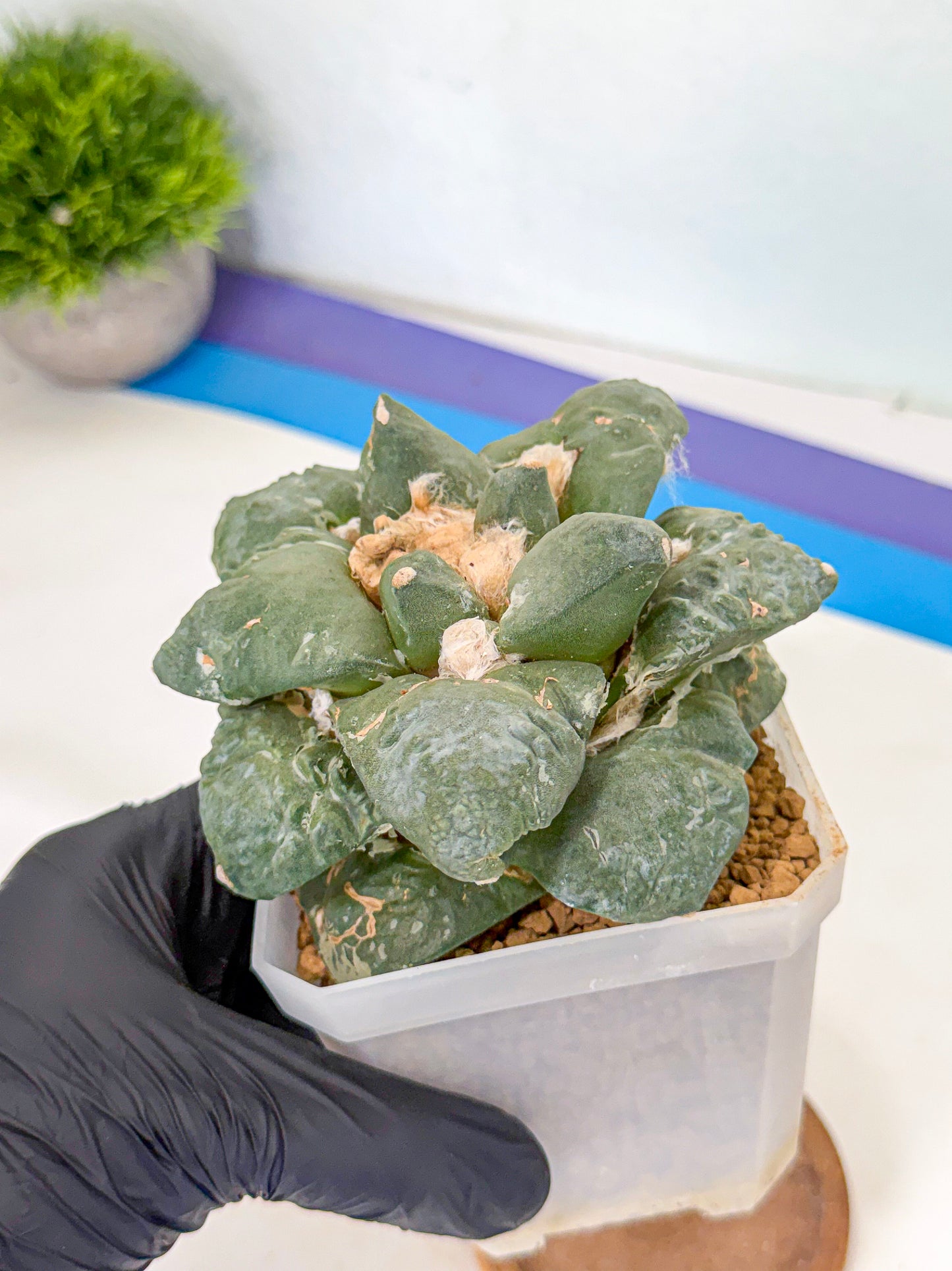 Ariocarpus Cultivar (pp) | Living rock cactus