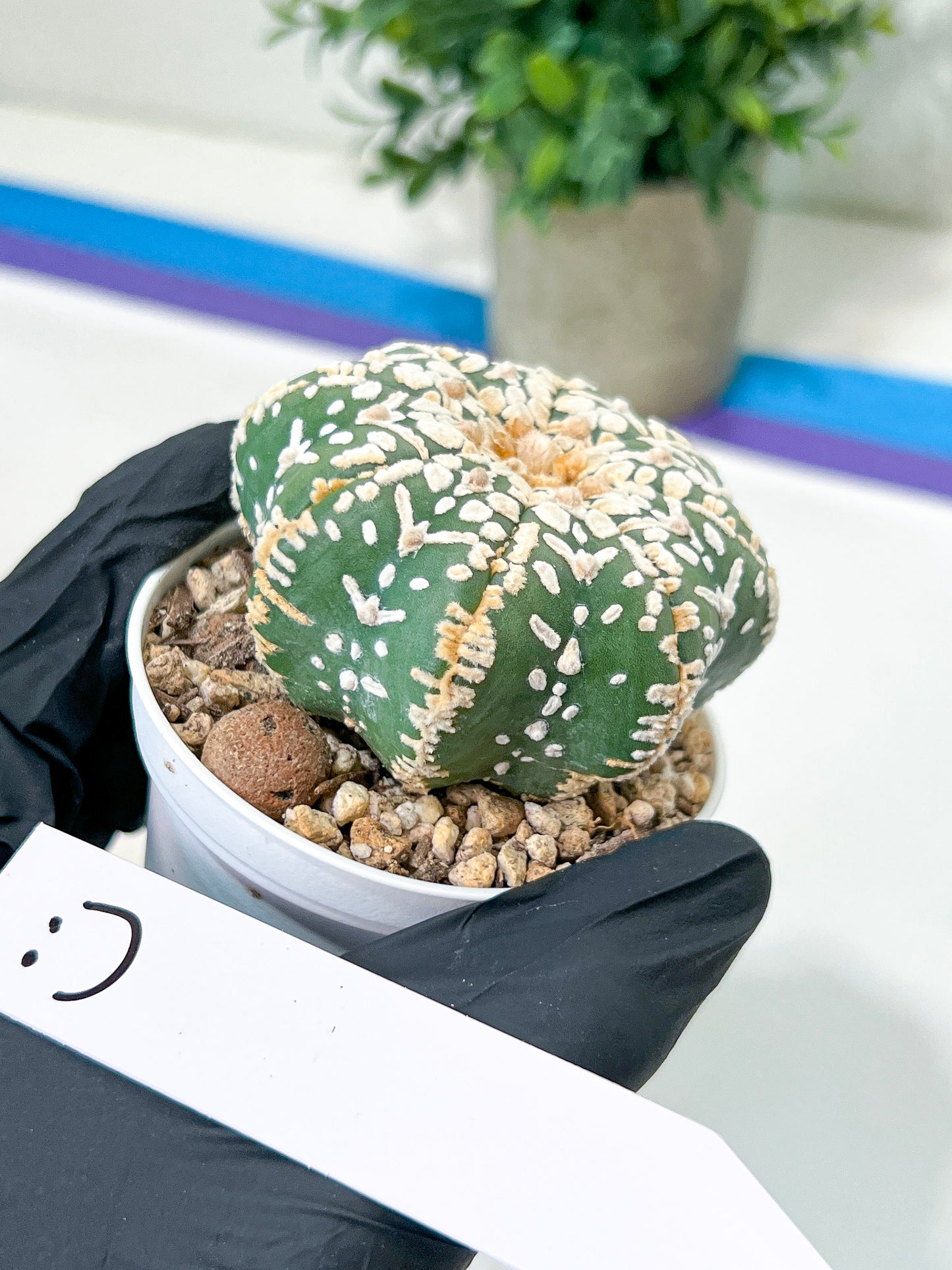 Astrophytum V-Type (#T4A) | Las Vegas Plant Shop | 3" Pot