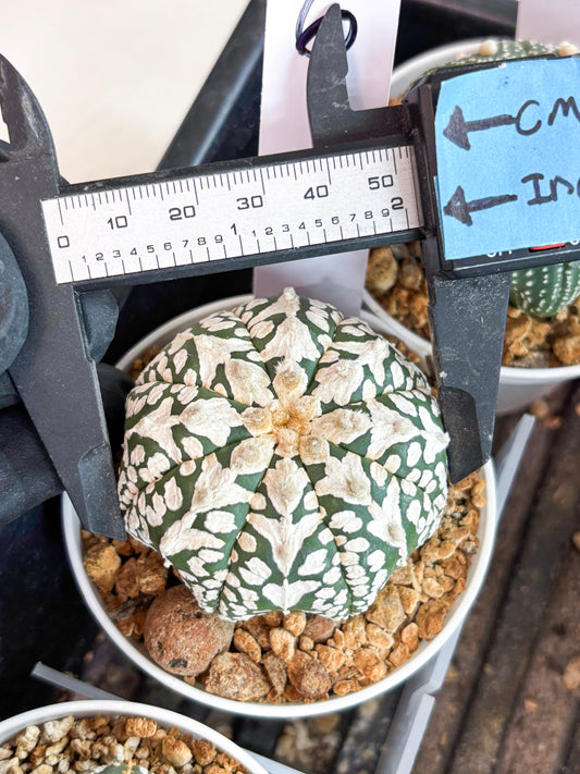 Astrophytum V-type (t12) (p6) | 3" Pot