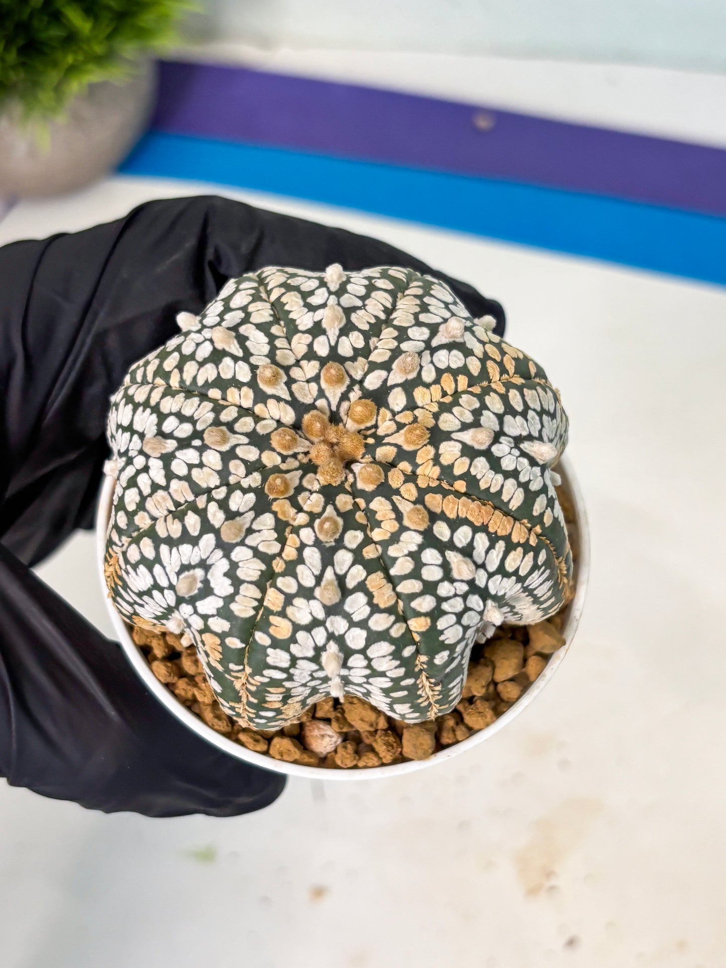 Astrophytum V-Type (at6) (b6) | Rare Star Cactus