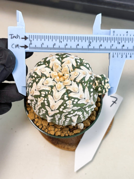 Astrophytum V-Type (at6) (b7) | Rare Star Cactus