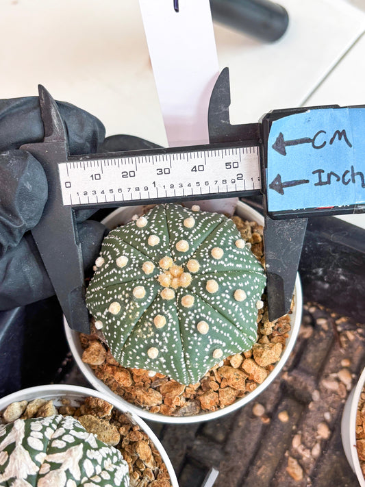 Astrophytum Super Kabuto (t12) (p7) | 3" Pot