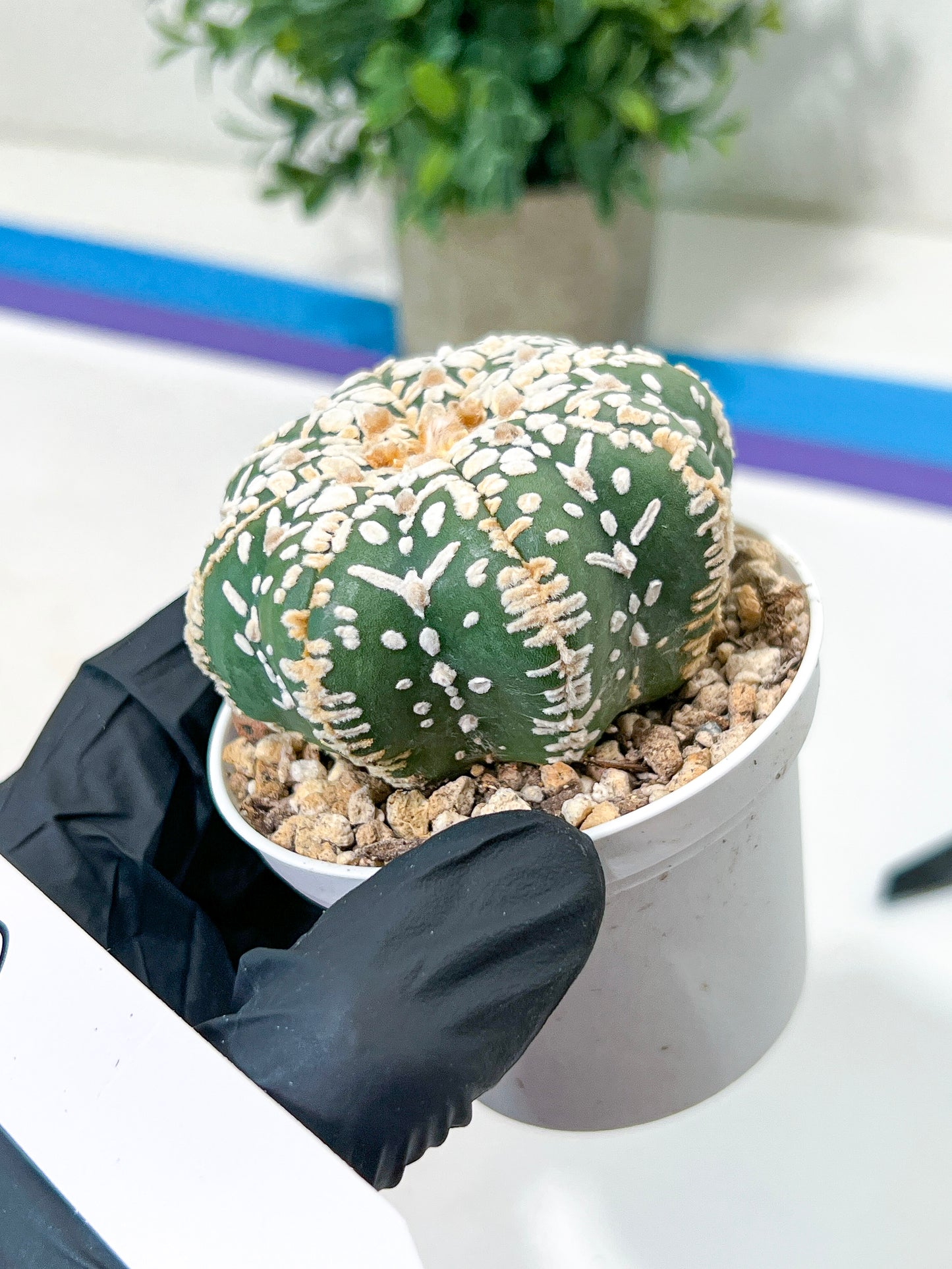 Astrophytum V-Type (#T4A) | Las Vegas Plant Shop | 3" Pot