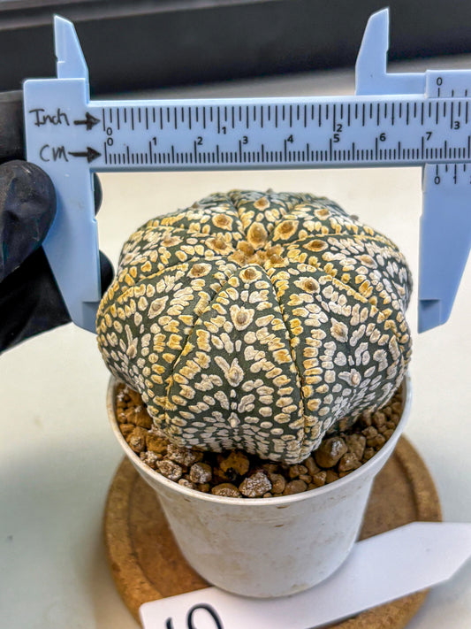 Astrophytum Super Kabuto (at10) (05) | sand dollar cactus