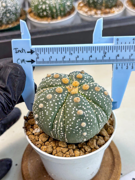 Astrophytum 5-Ribs (at7) (y3) | Living Rocks