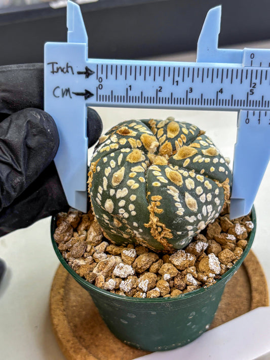 Astrophytum Fukuryu (at8) (05) | Rare Plant | Succulent Cactus
