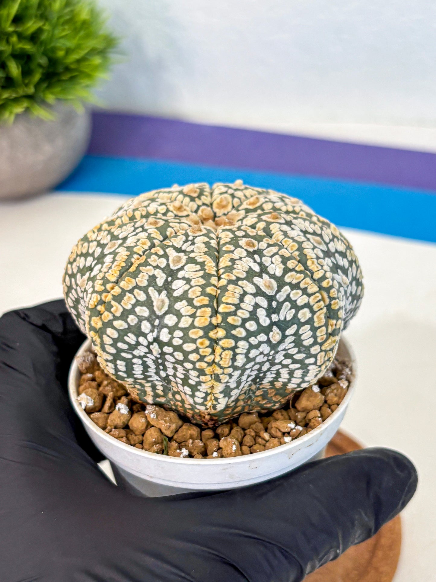 Astrophytum Super Kabuto (at10) (05) | sand dollar cactus