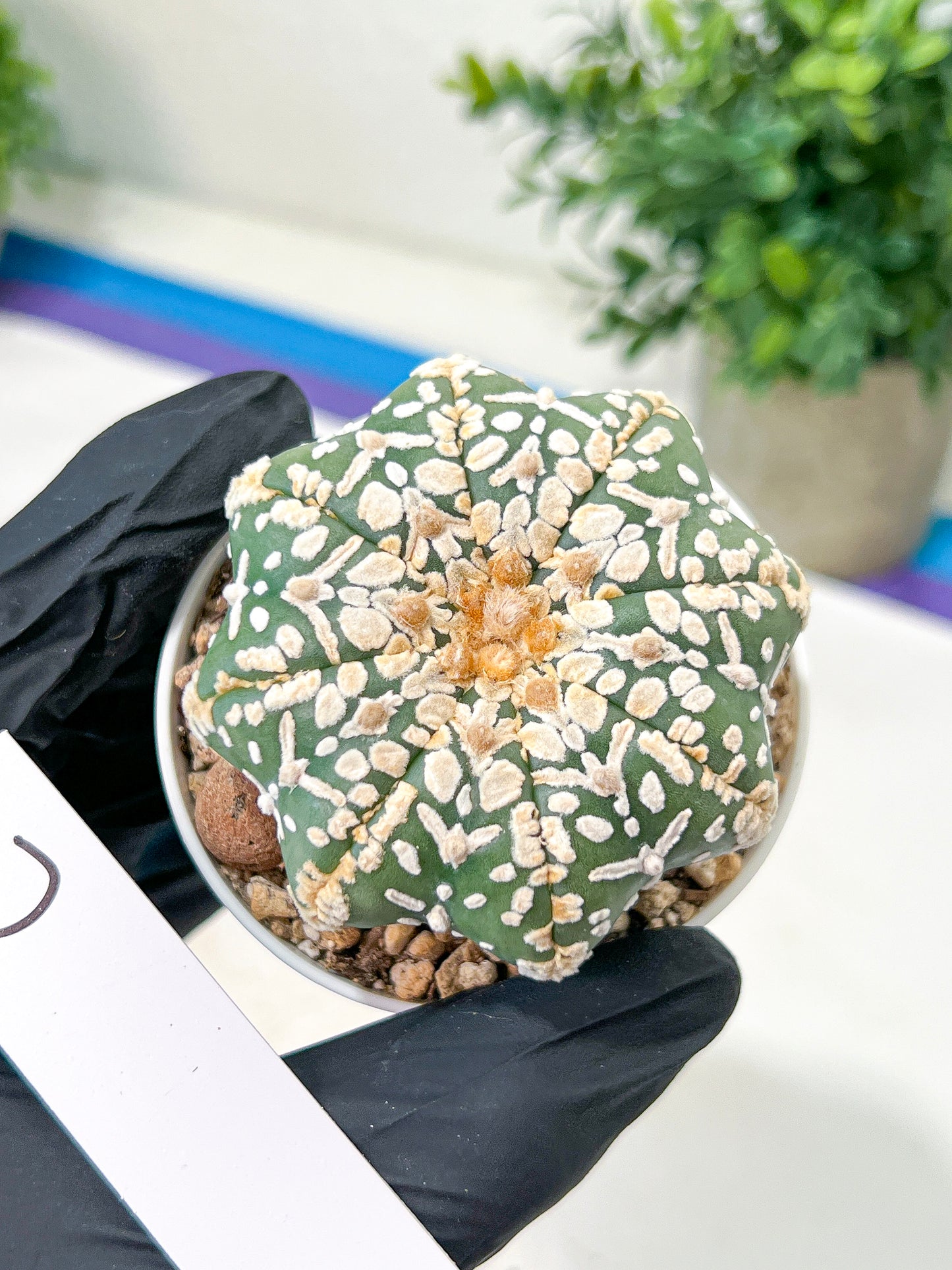 Astrophytum V-Type (#T4A) | Las Vegas Plant Shop | 3" Pot