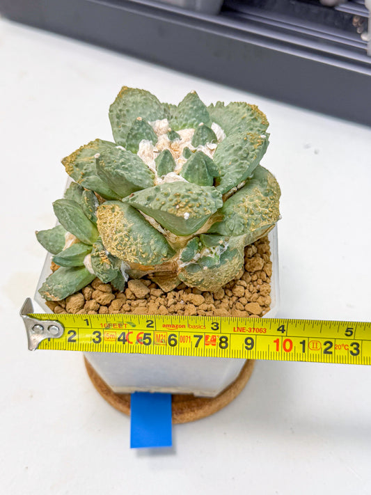 Ariocarpus Cultivar (bb) | Living rock cactus