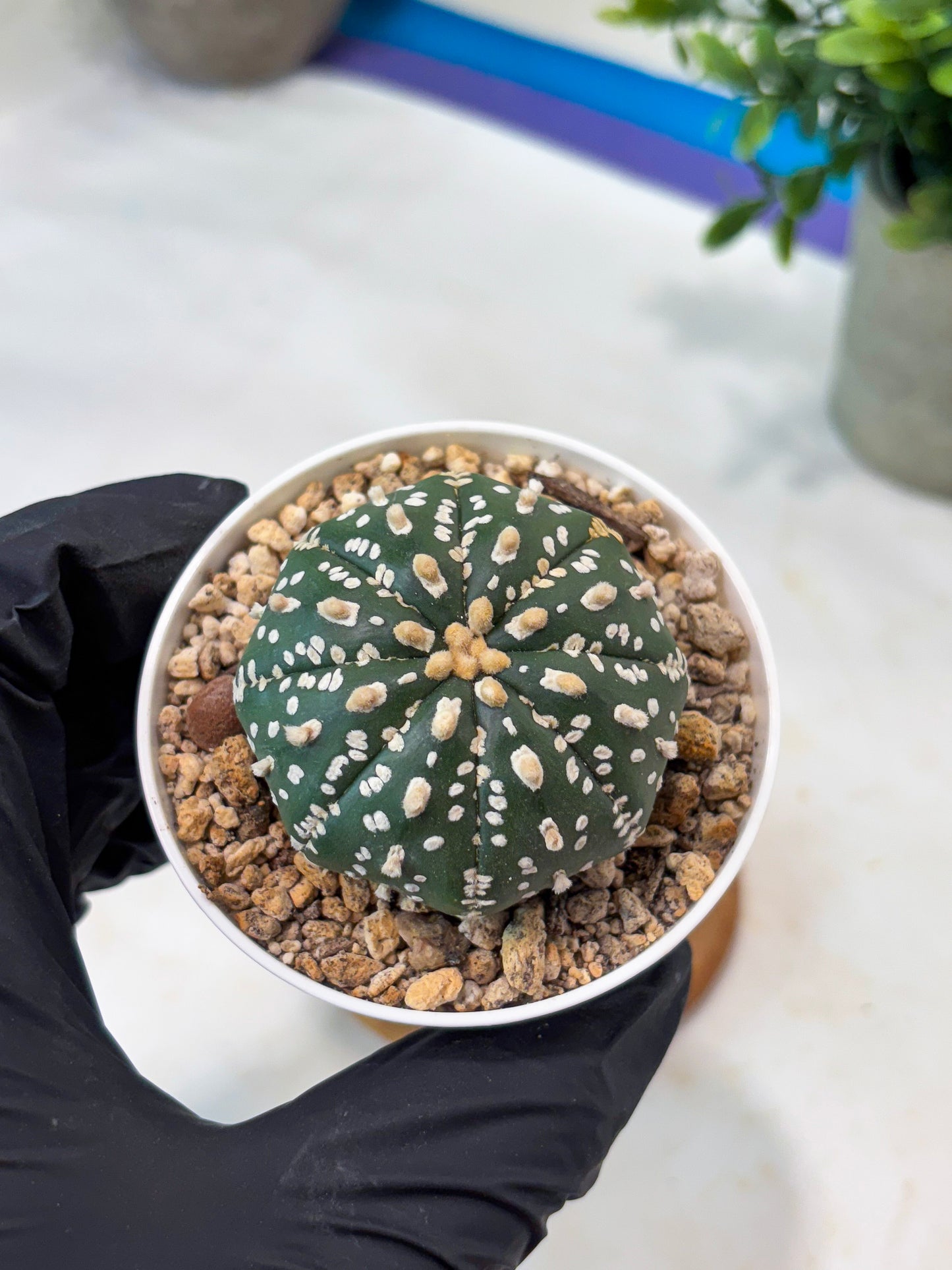 Astrophytum Super Kabuto (T8) (g1) | Imported Cactus