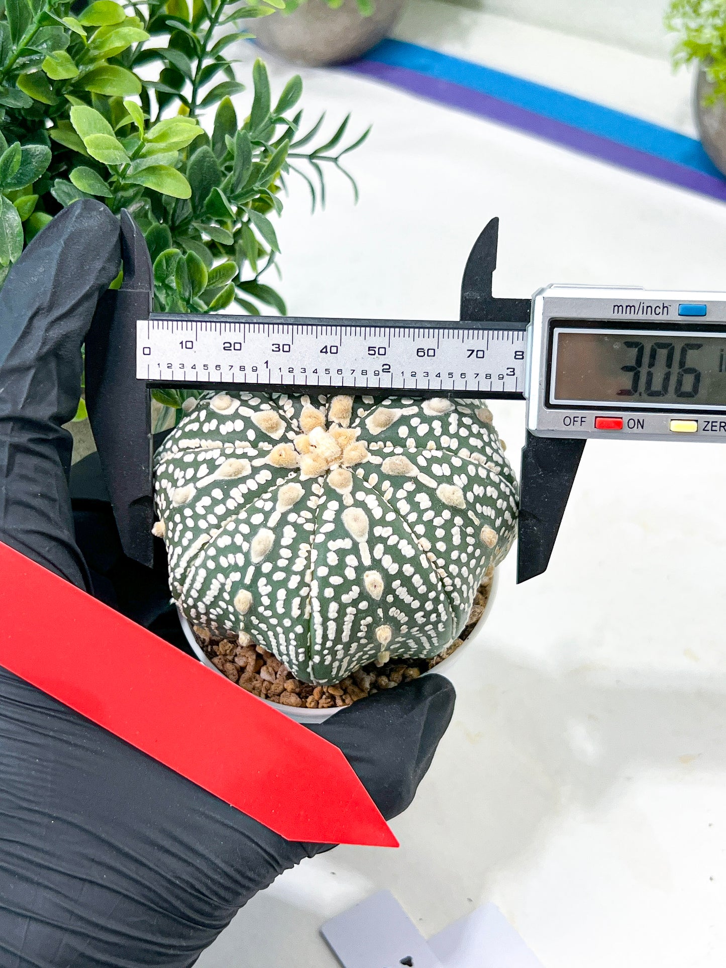 Astrophytum Super Kabuto (#T7B) | Las Vegas Botanical Shop | 3" Pot
