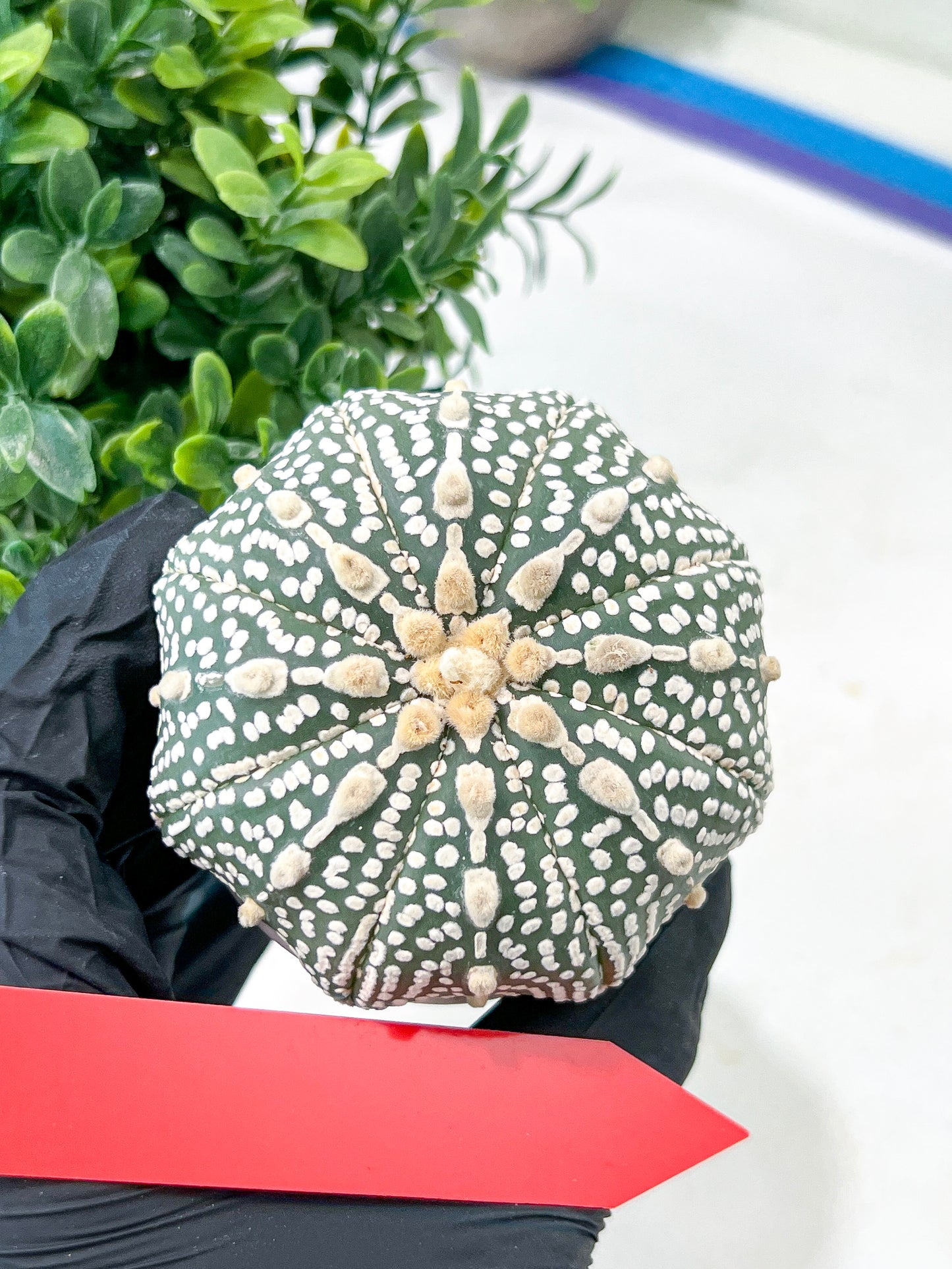 Astrophytum Super Kabuto (#T7B) | Las Vegas Botanical Shop | 3" Pot