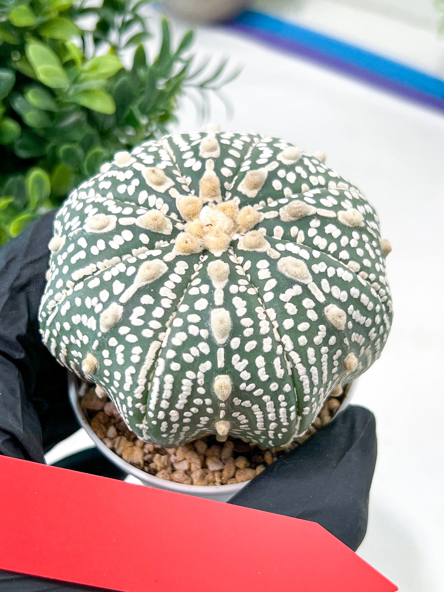 Astrophytum Super Kabuto (#T7B) | Las Vegas Botanical Shop | 3" Pot