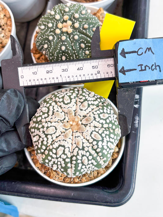 Astrophytum Super Kabuto (t7) (y1) | Imported Plants | 3" Pot