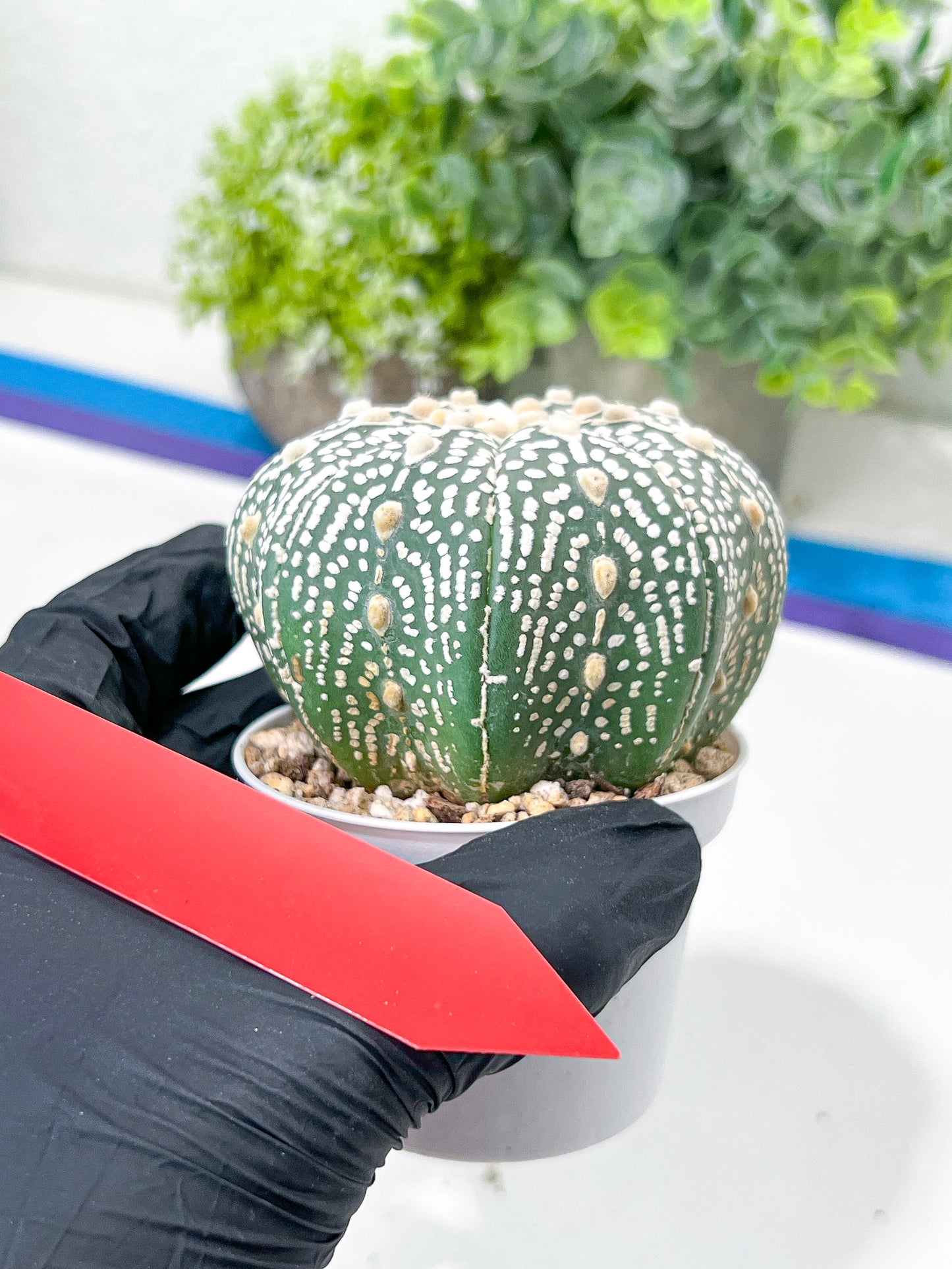 Astrophytum Super Kabuto (#T7B) | Las Vegas Botanical Shop | 3" Pot