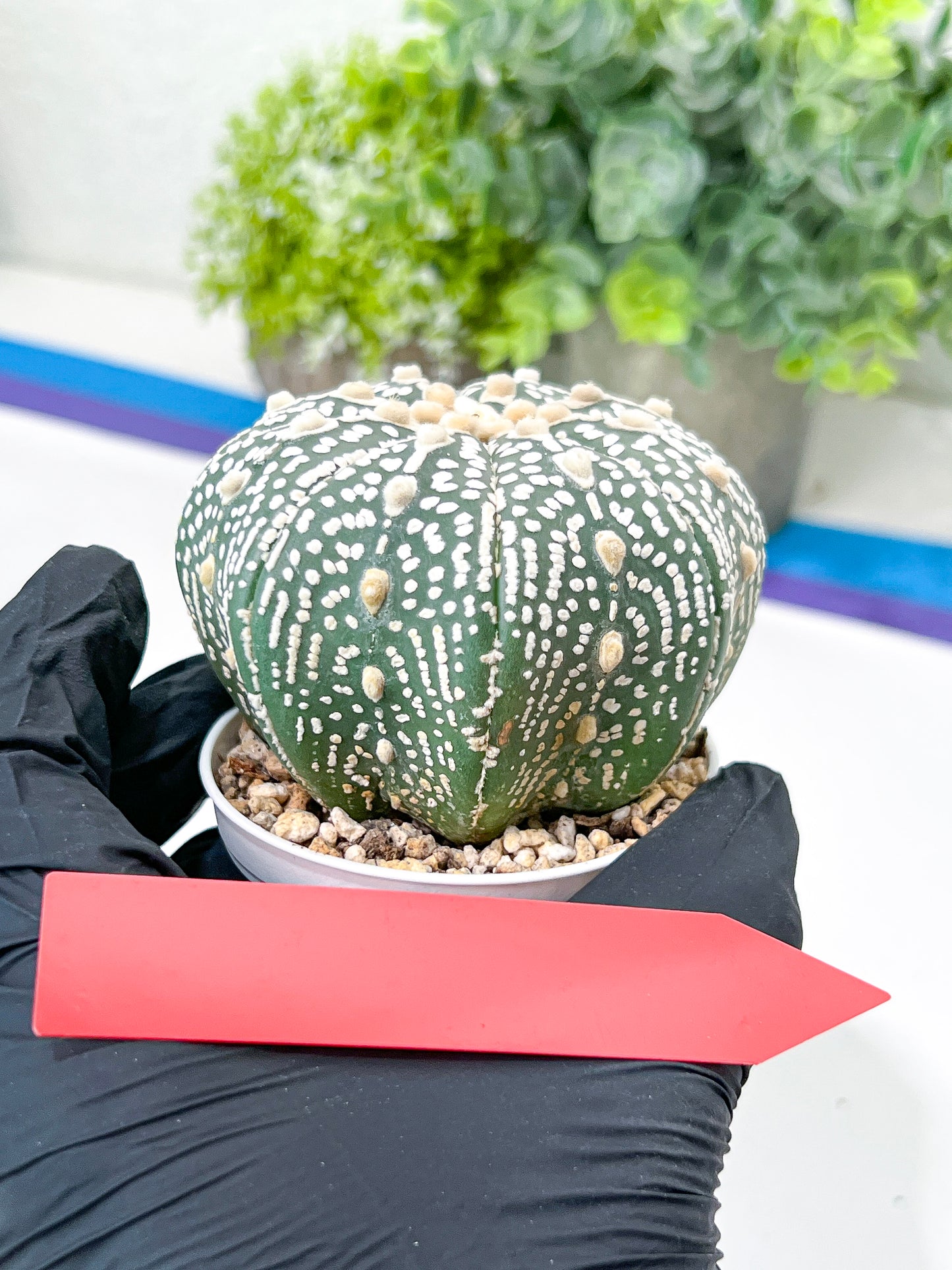 Astrophytum Super Kabuto (#T7B) | Las Vegas Botanical Shop | 3" Pot