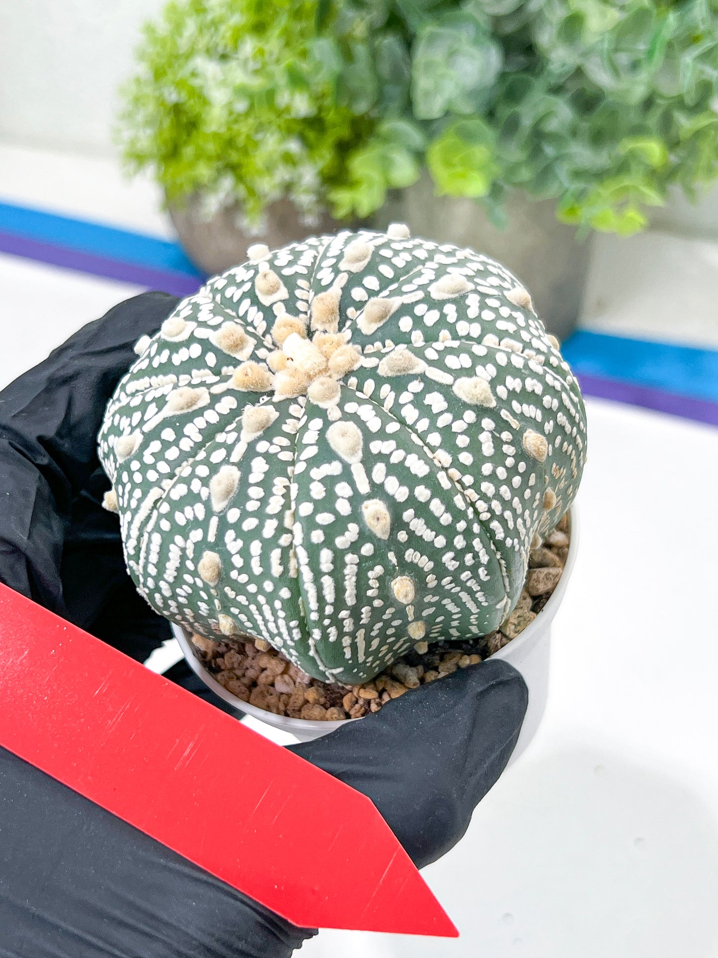 Astrophytum Super Kabuto (#T7B) | Las Vegas Botanical Shop | 3" Pot